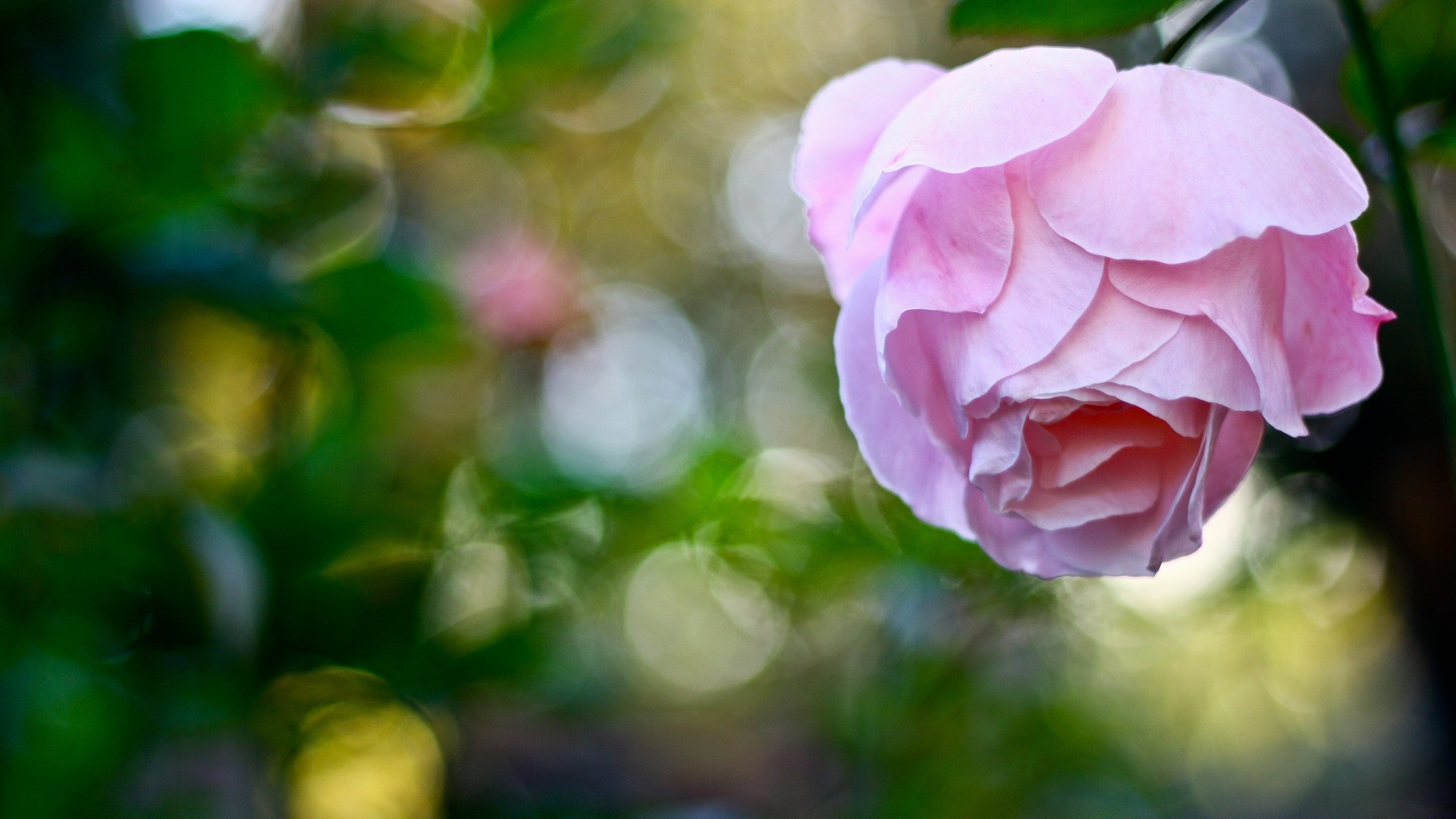 Close up of a pink rose with bokeh background HD Wallpaper