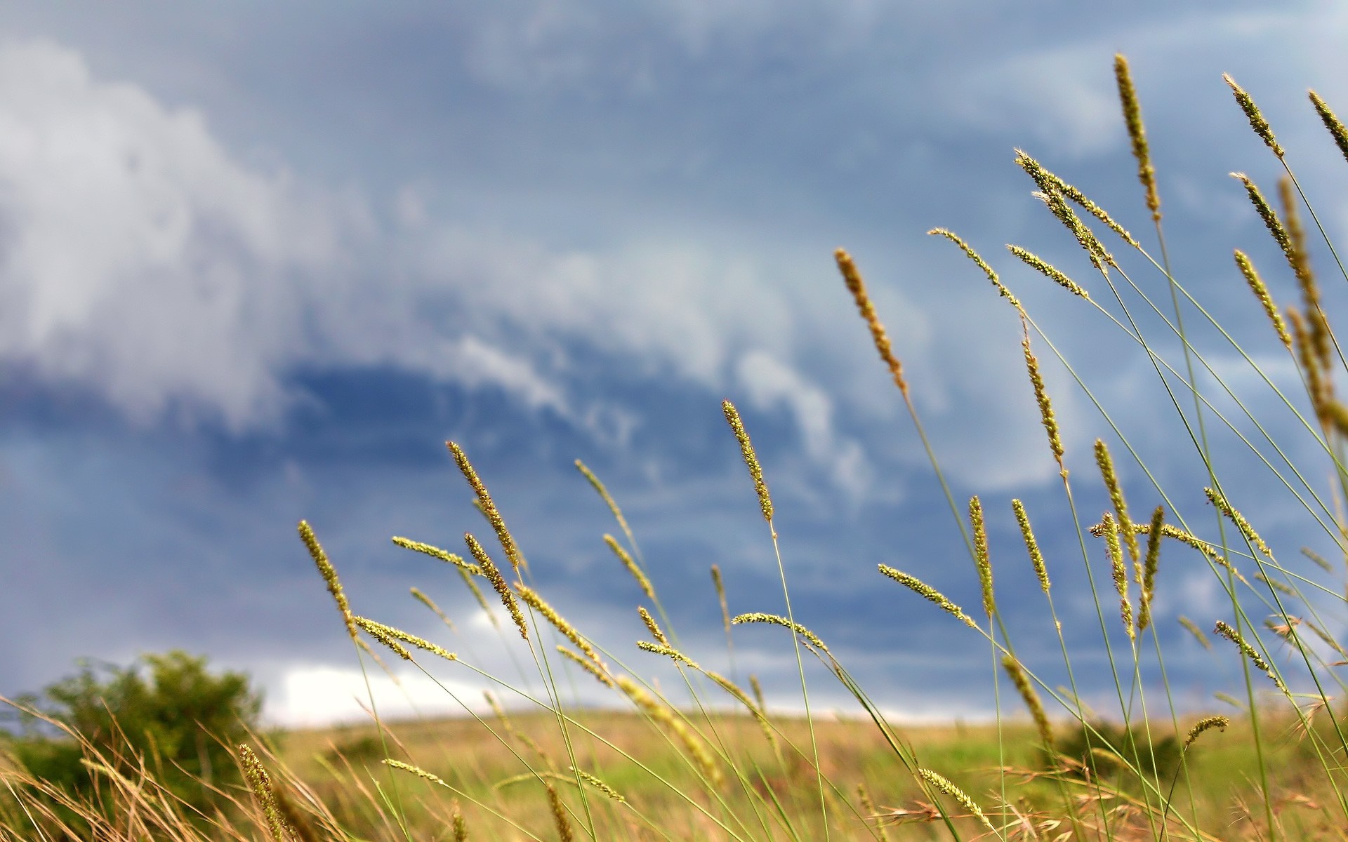 Tall grass blowing in the wind against a stormy sky HD Wallpaper