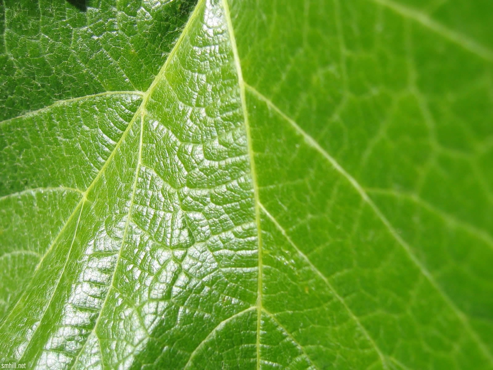 Close-up of green leaf veins and texture HD Wallpaper