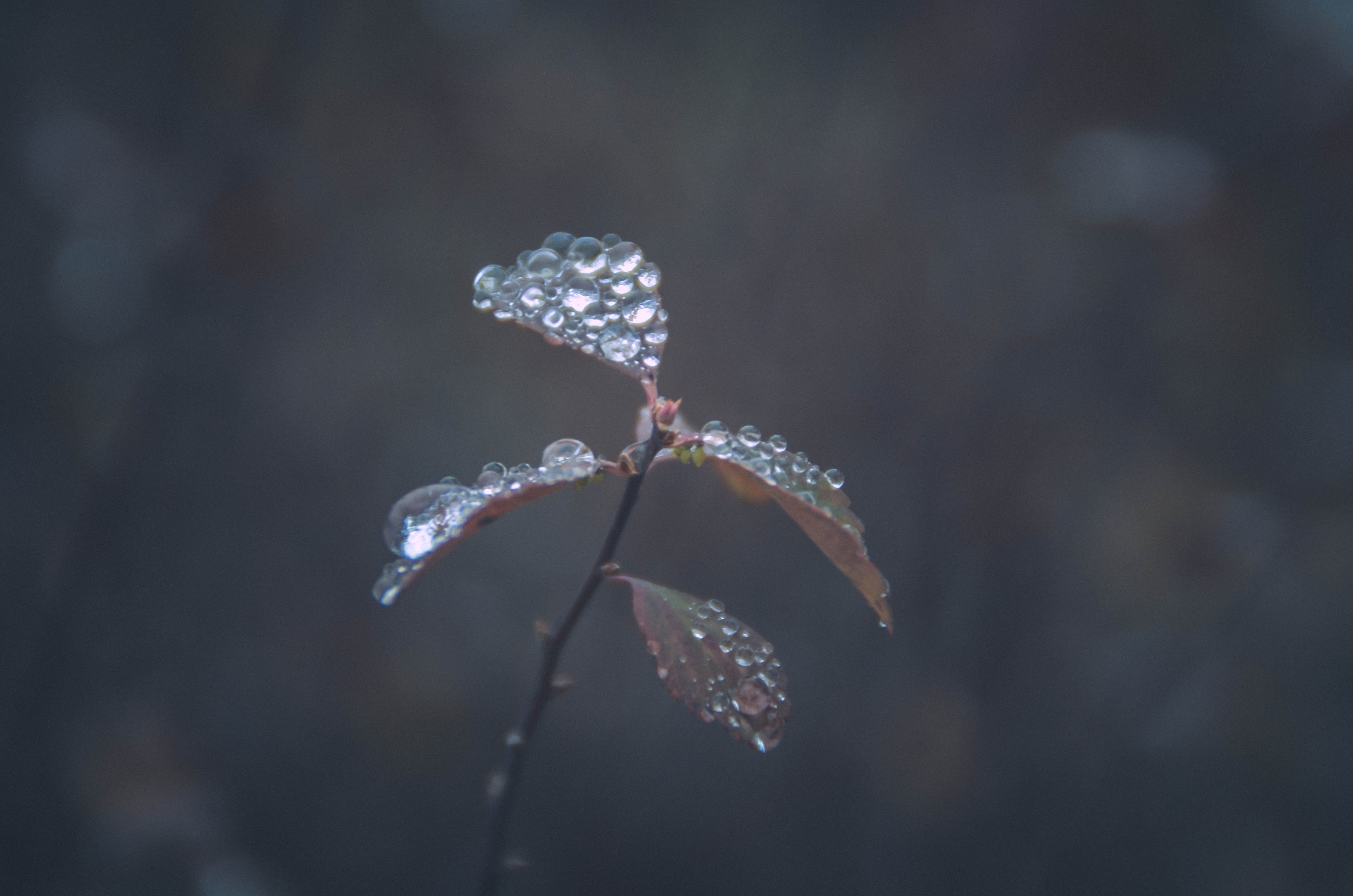 Close-up of plant leaves with water droplets HD Wallpaper