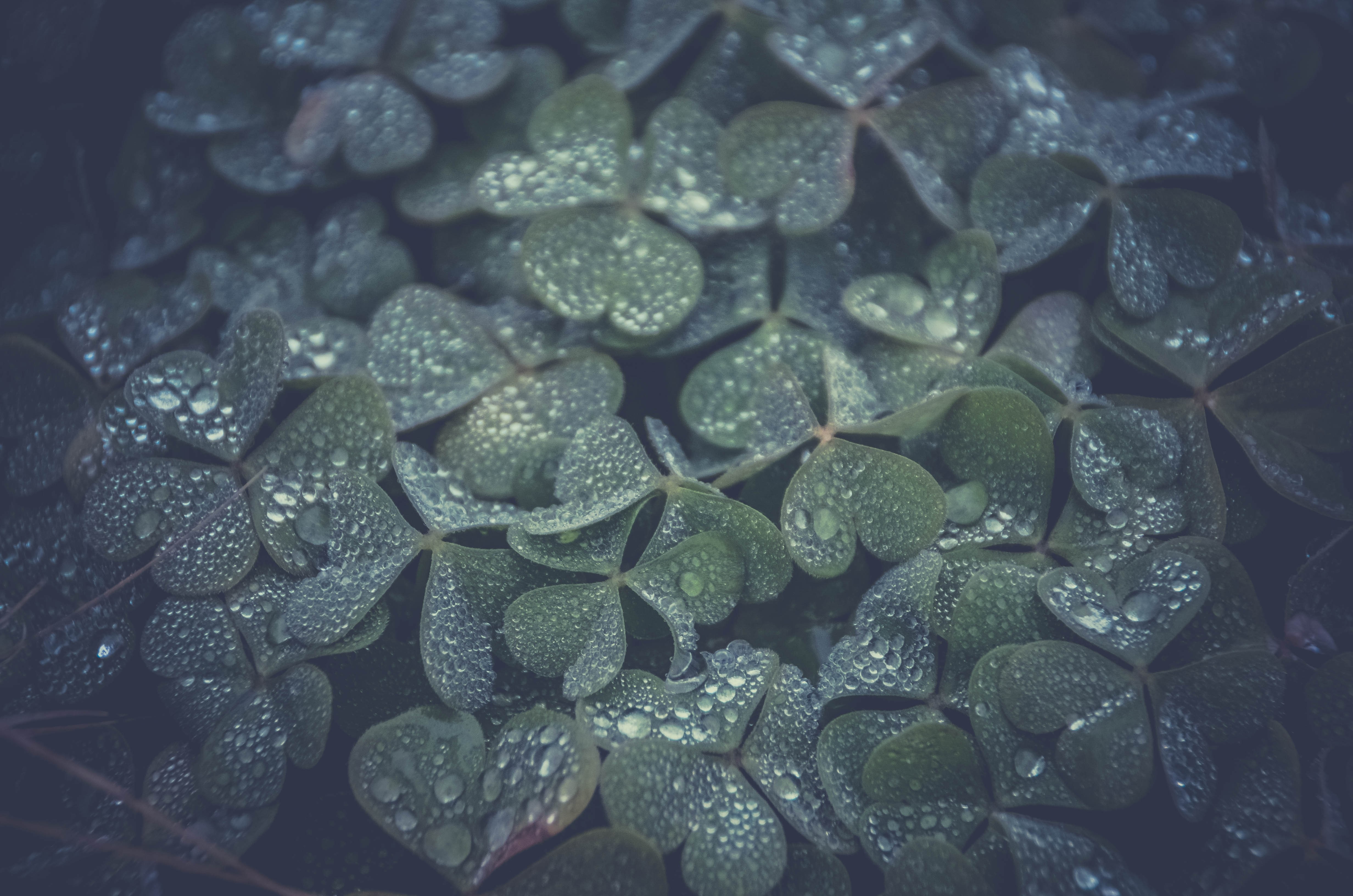Close-up of dew-covered clover leaves HD Wallpaper