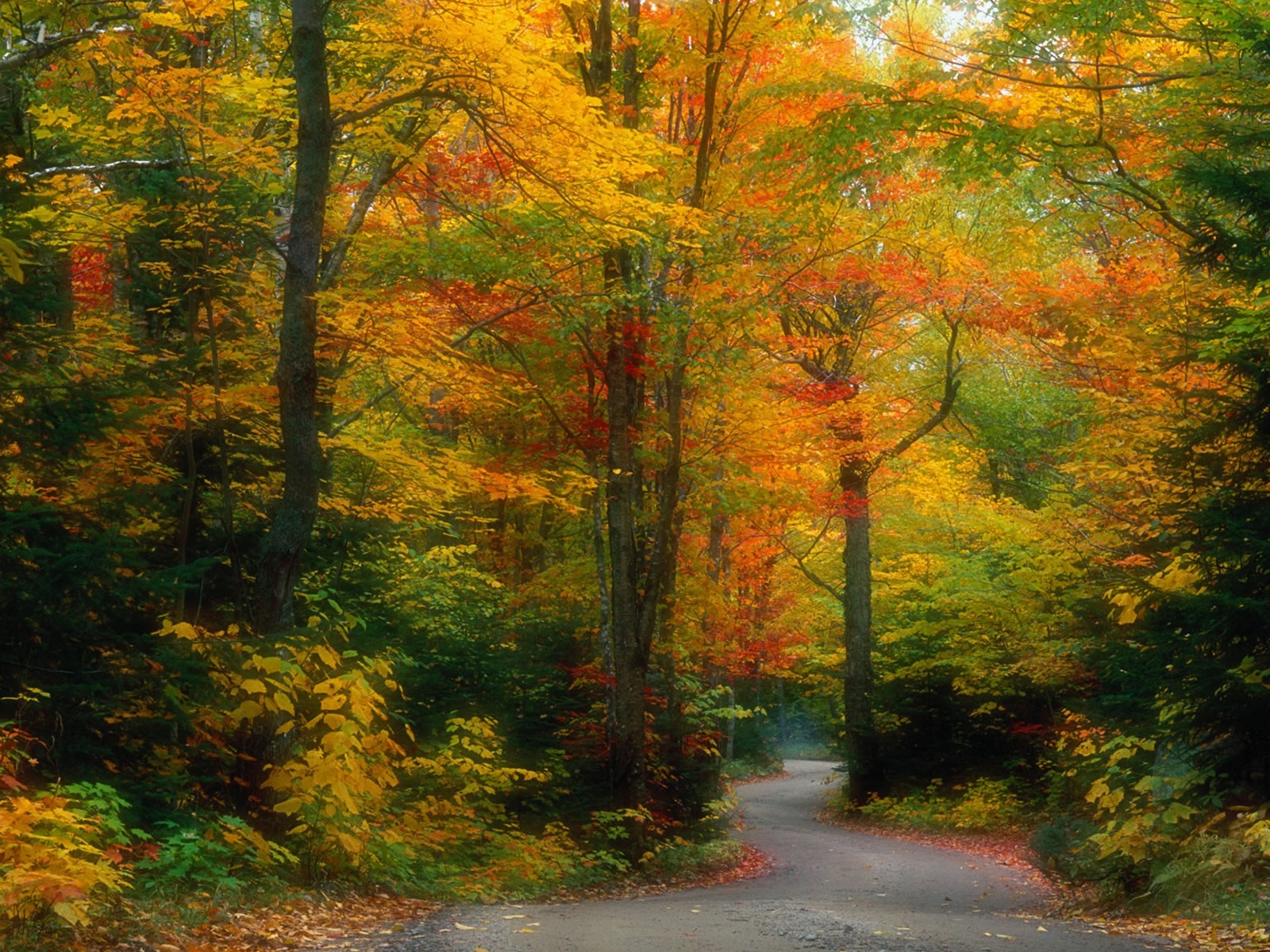 Autumn forest road with colorful foliage HD Wallpaper