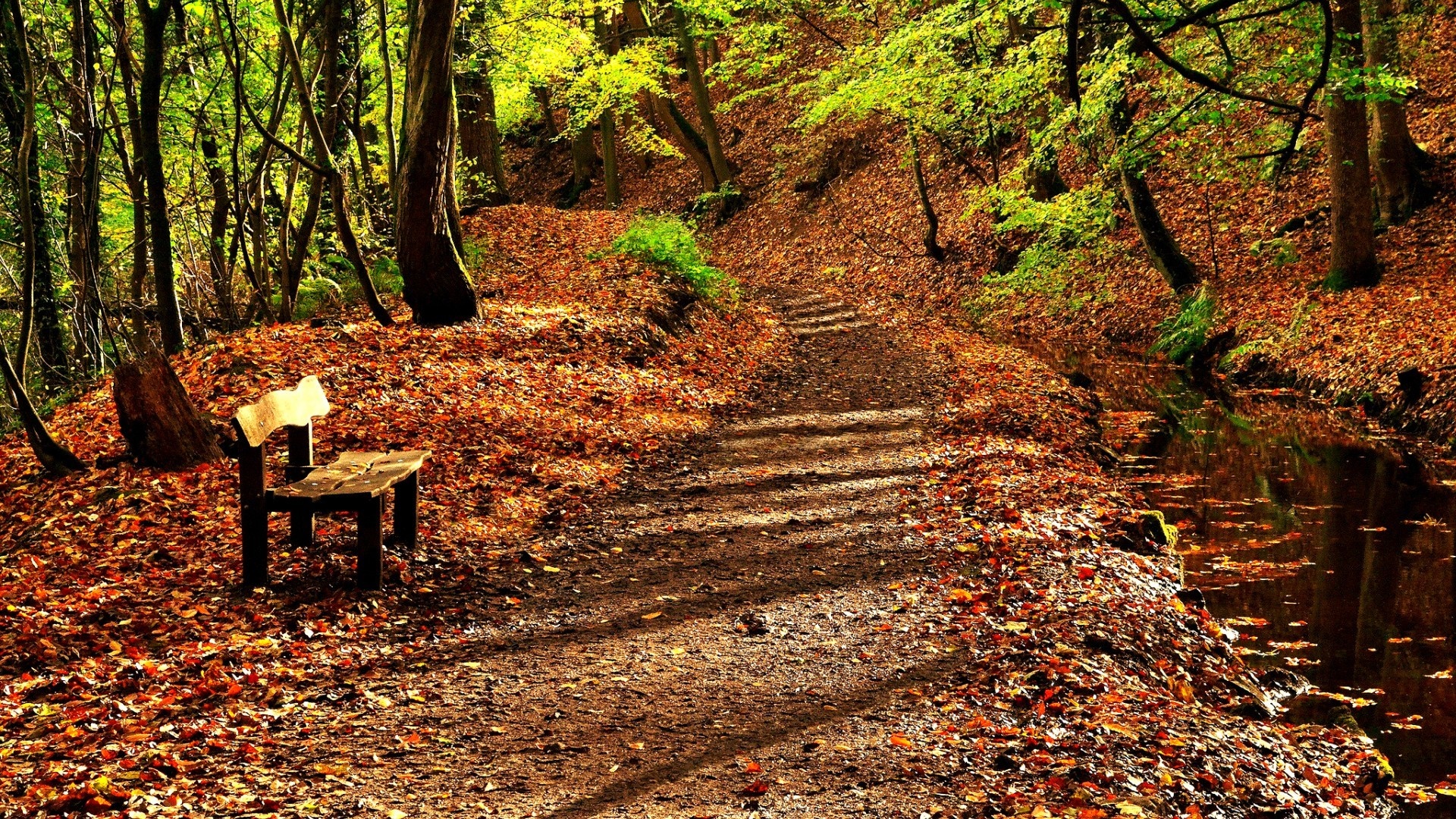 Autumn forest path with a bench and stream HD Wallpaper