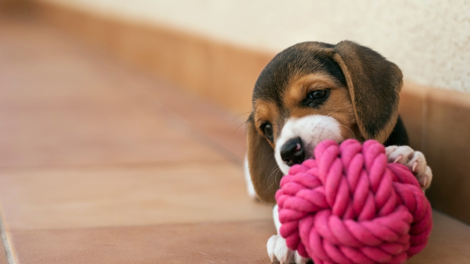 Beagle puppy chewing on a pink rope toy HD Wallpaper