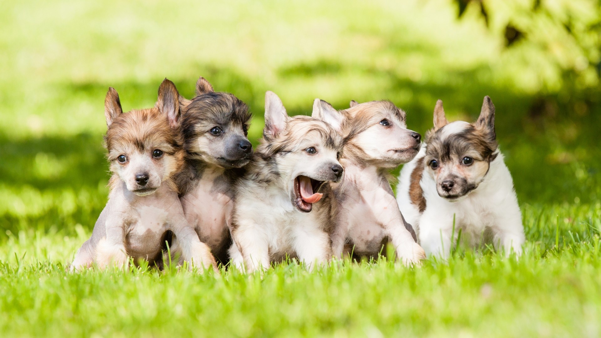 Adorable Puppies Sitting on Green Grass HD Wallpaper