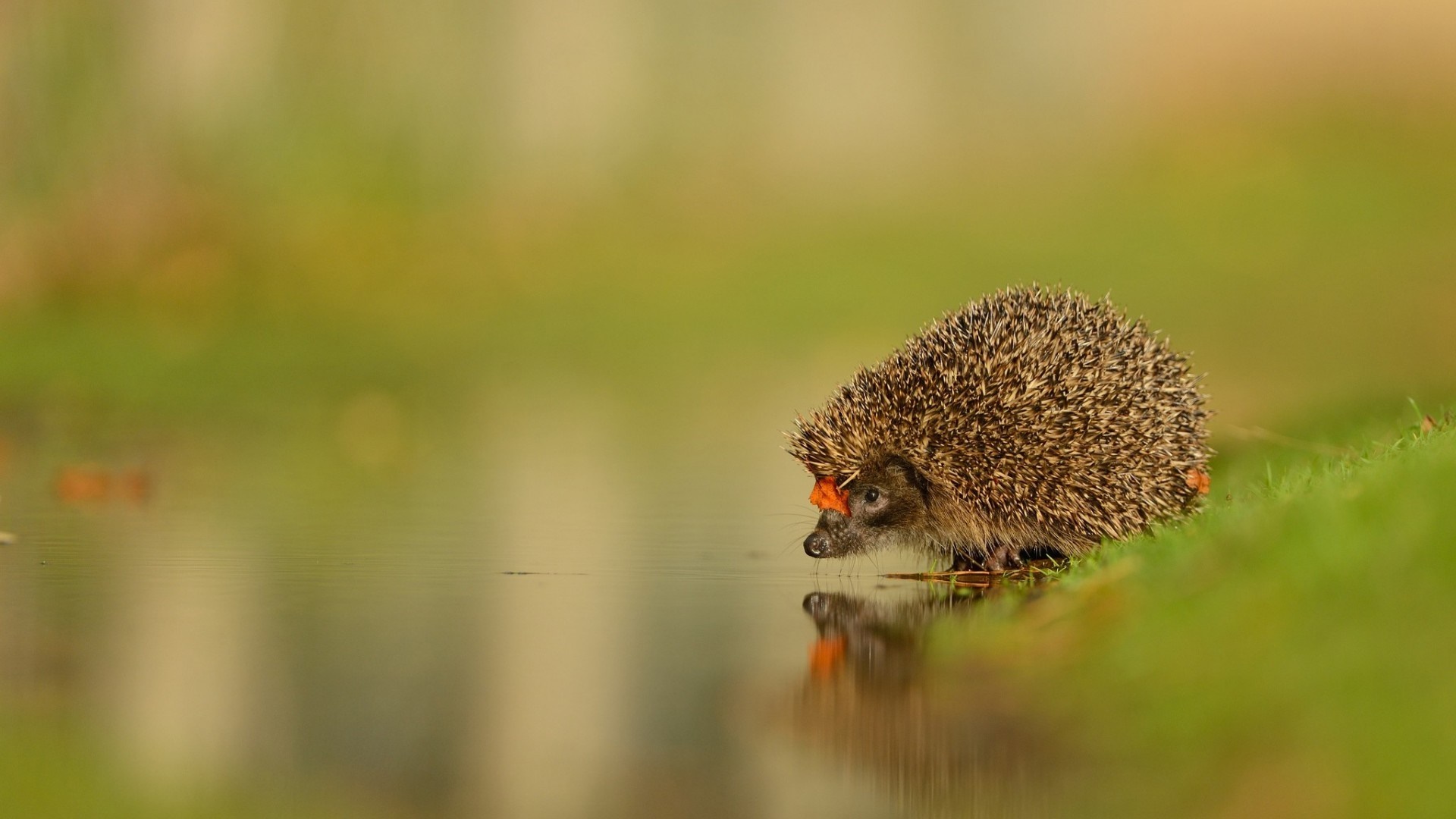 Hedgehog drinking water at the edge of a pond HD Wallpaper