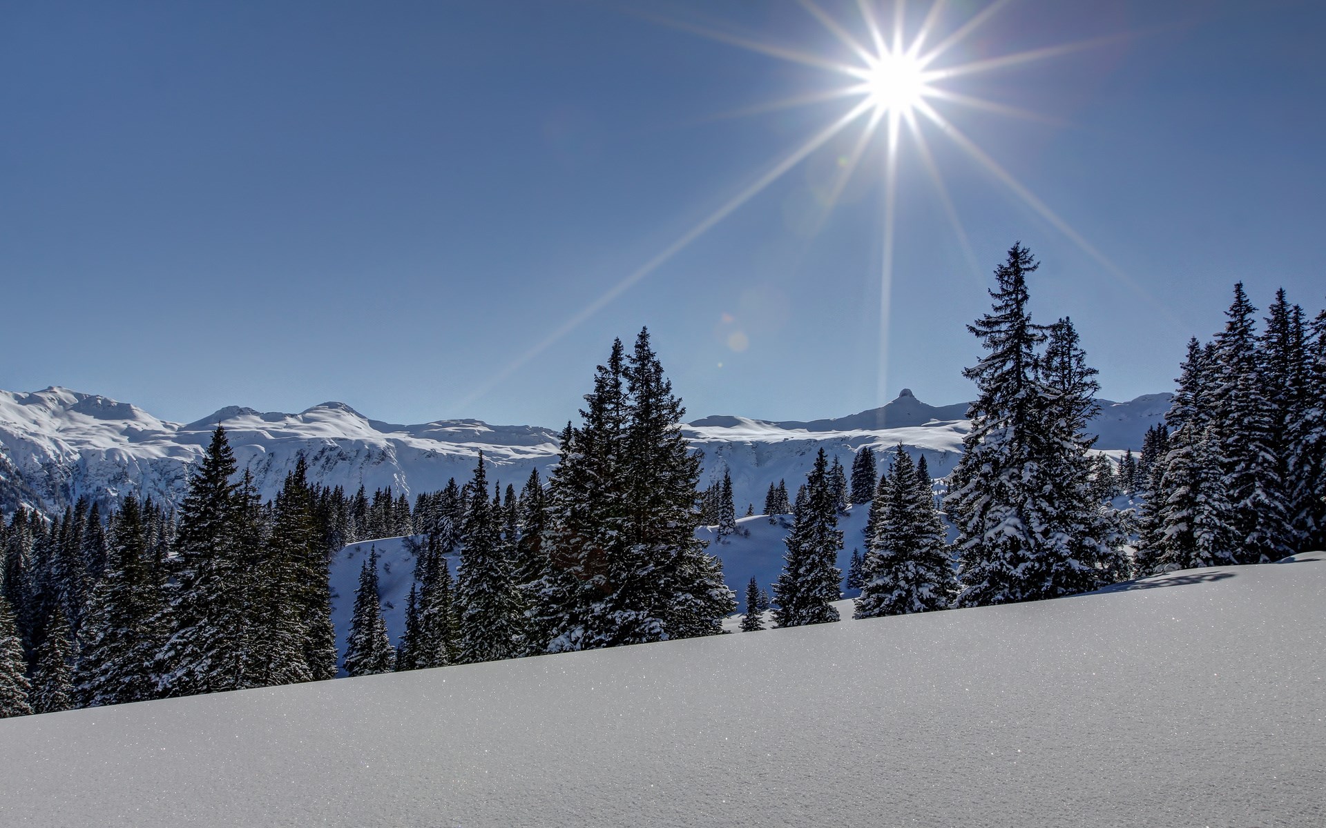 Snowy mountains and pine trees under a bright sun HD Wallpaper
