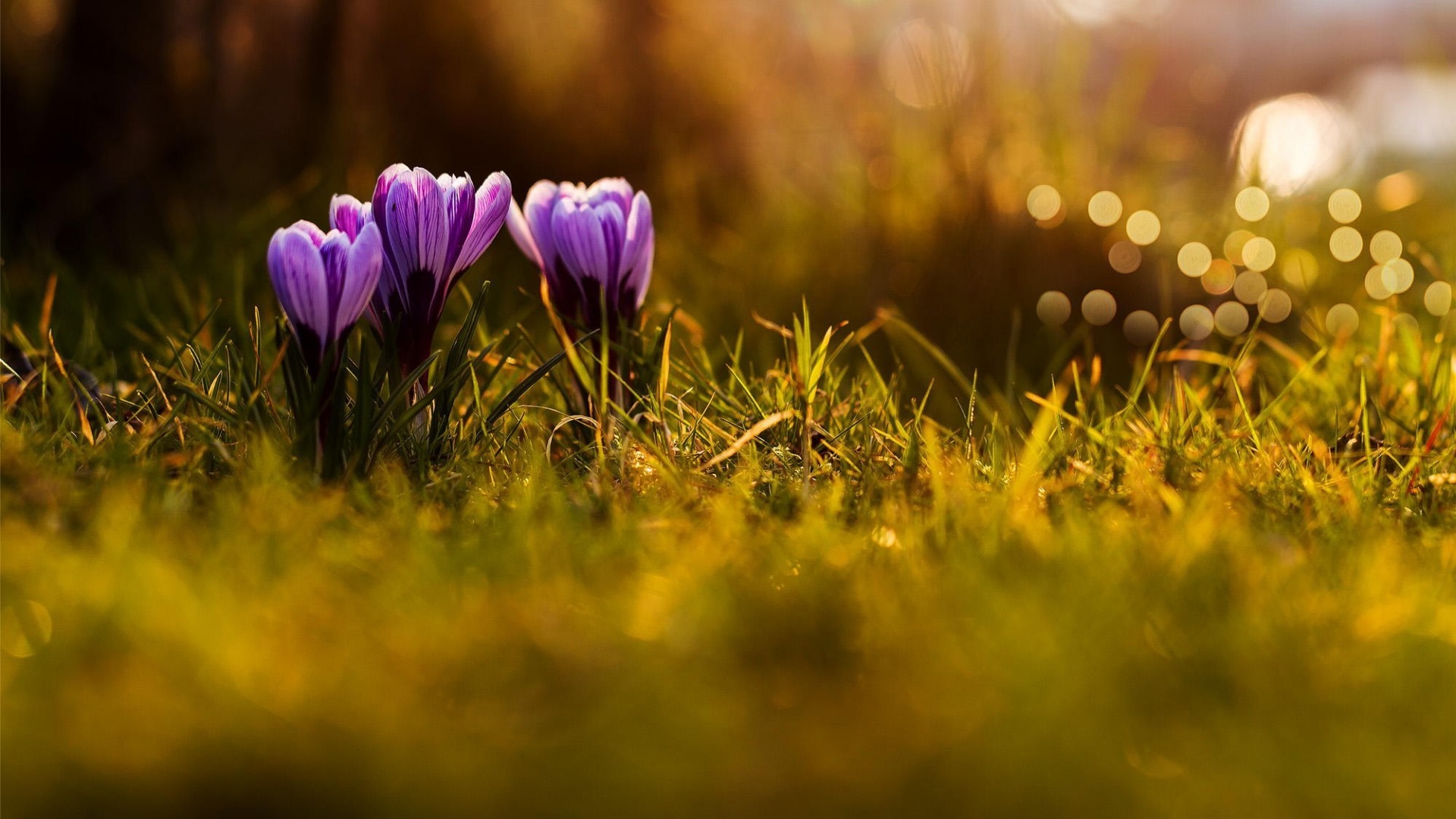 Purple crocuses in grass with bokeh sunlight HD Wallpaper