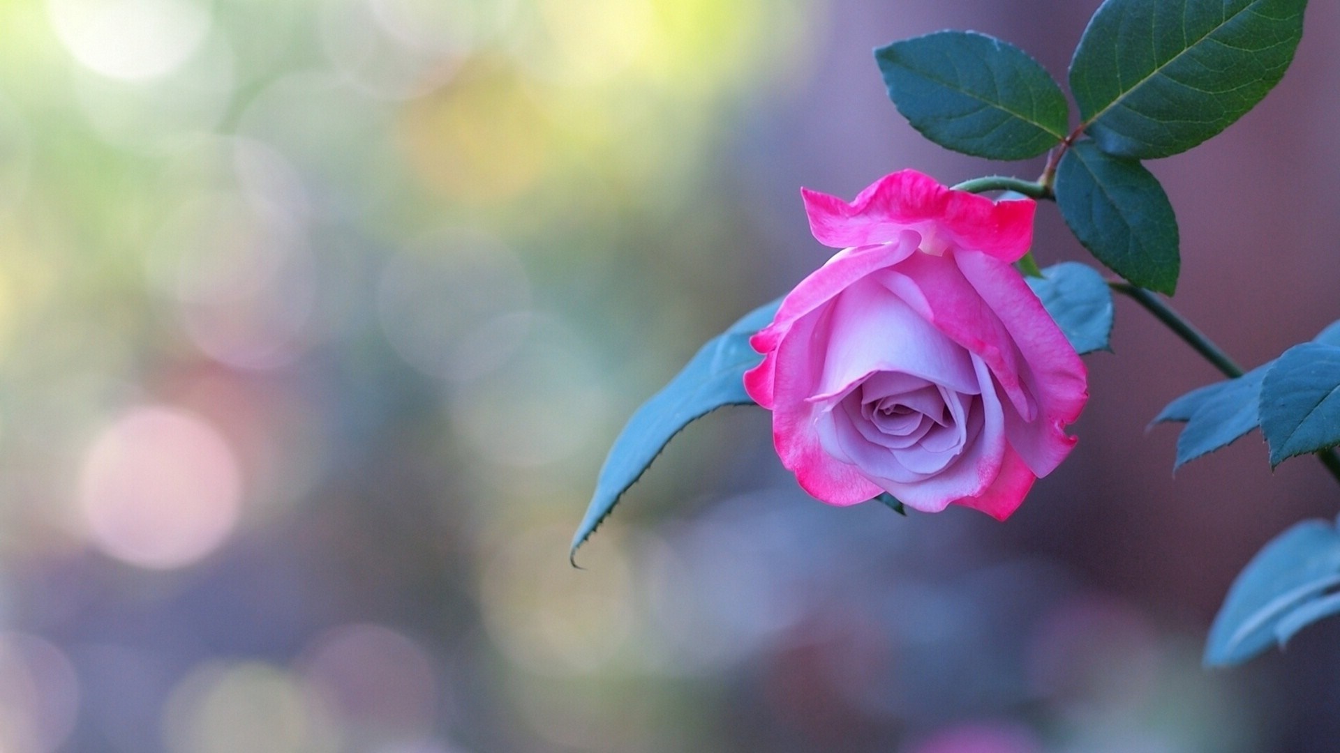 Close up of a pink and purple rose with green leaves HD Wallpaper