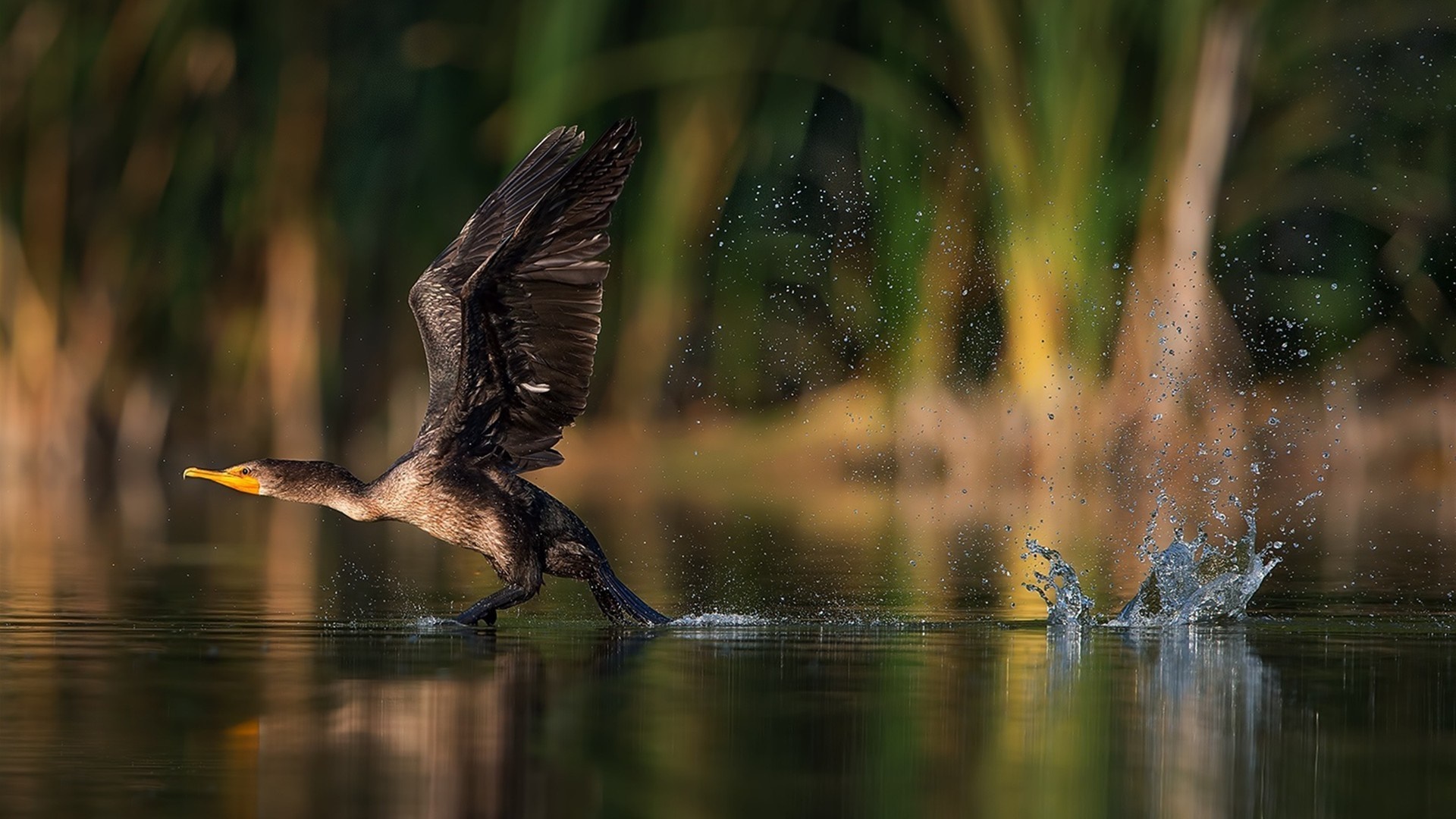 Cormorant taking flight from water HD Wallpaper