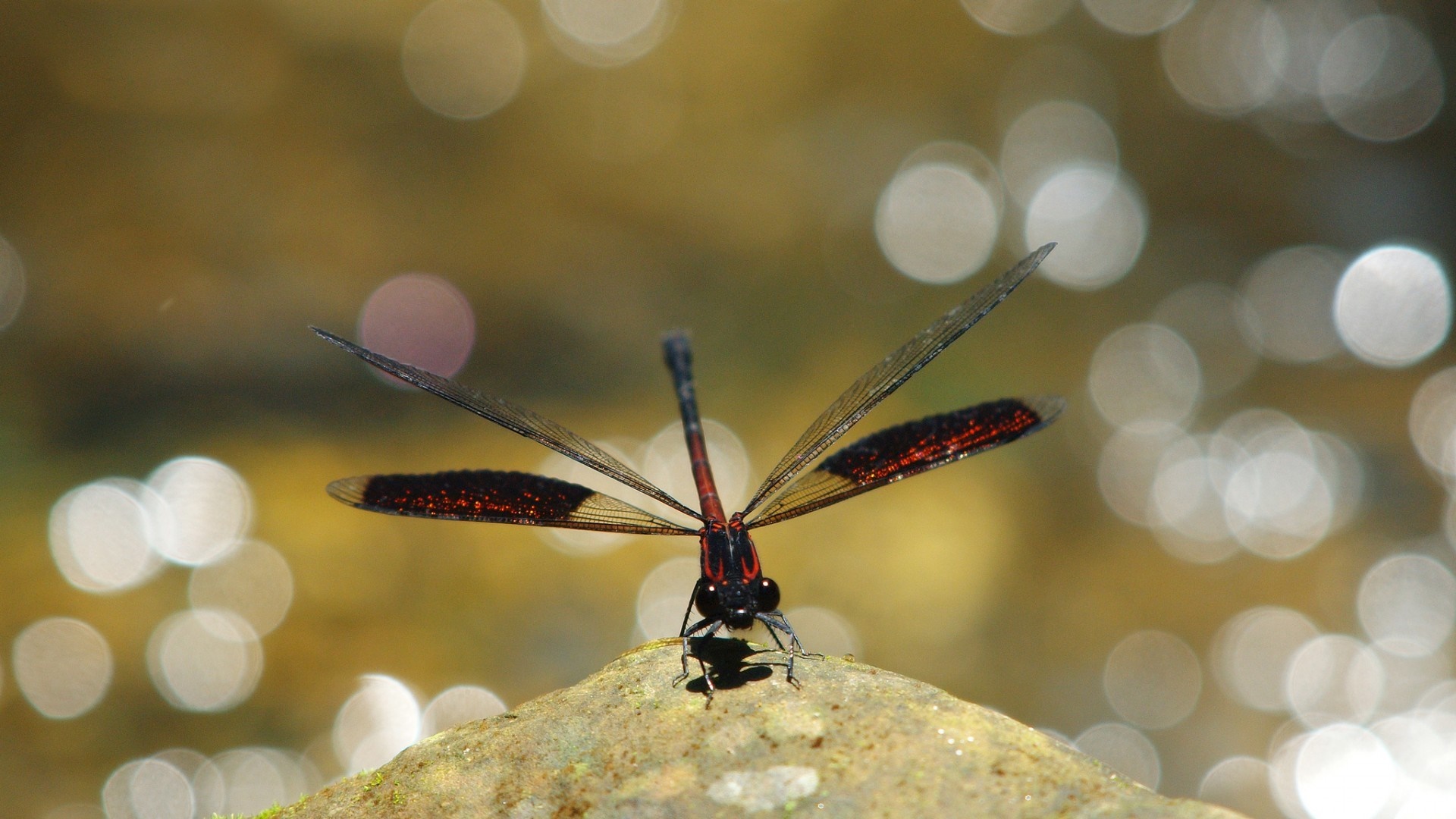 Dragonfly with red markings on a rock HD Wallpaper