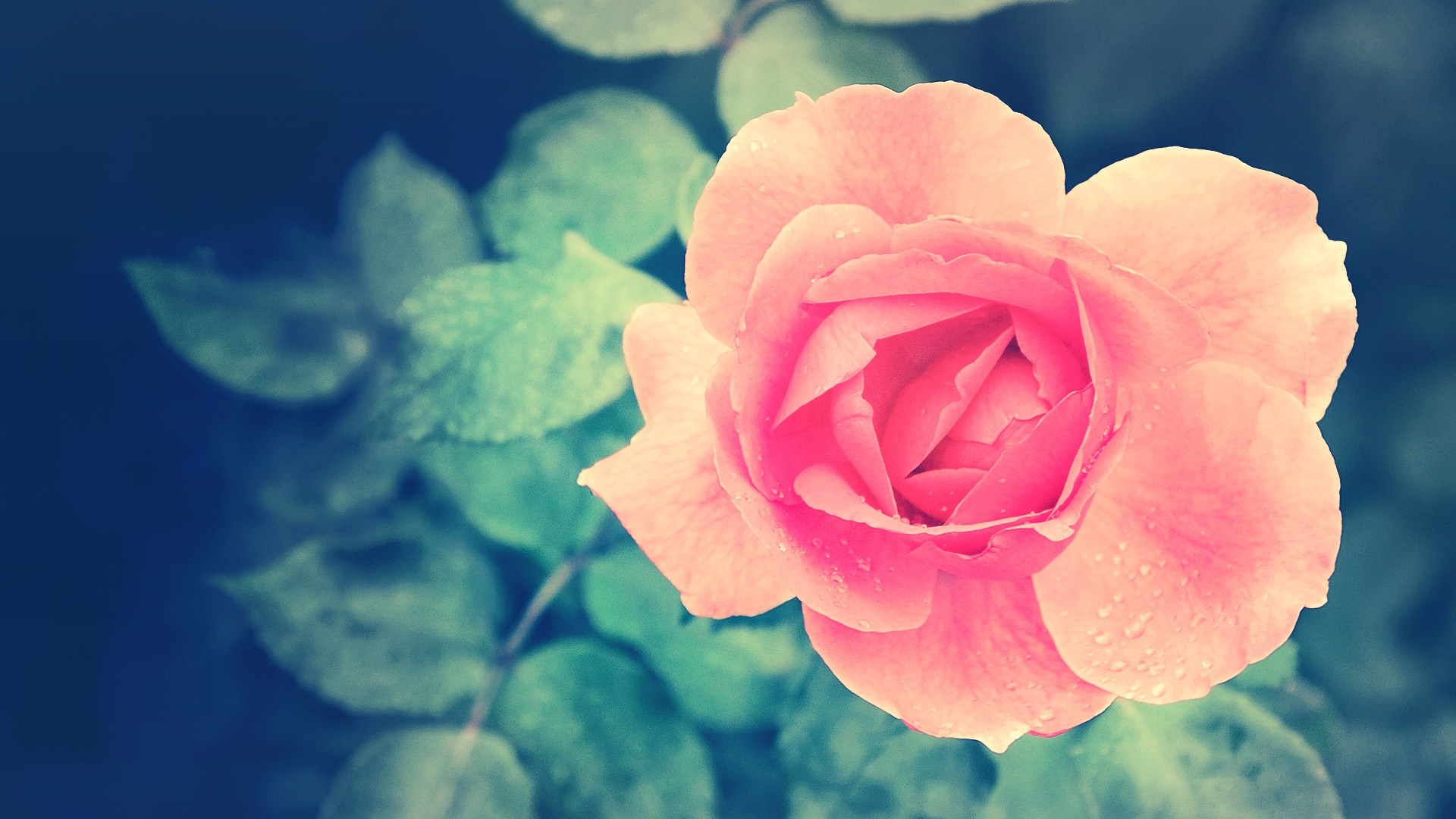 Close-up of a pink rose with water droplets HD Wallpaper