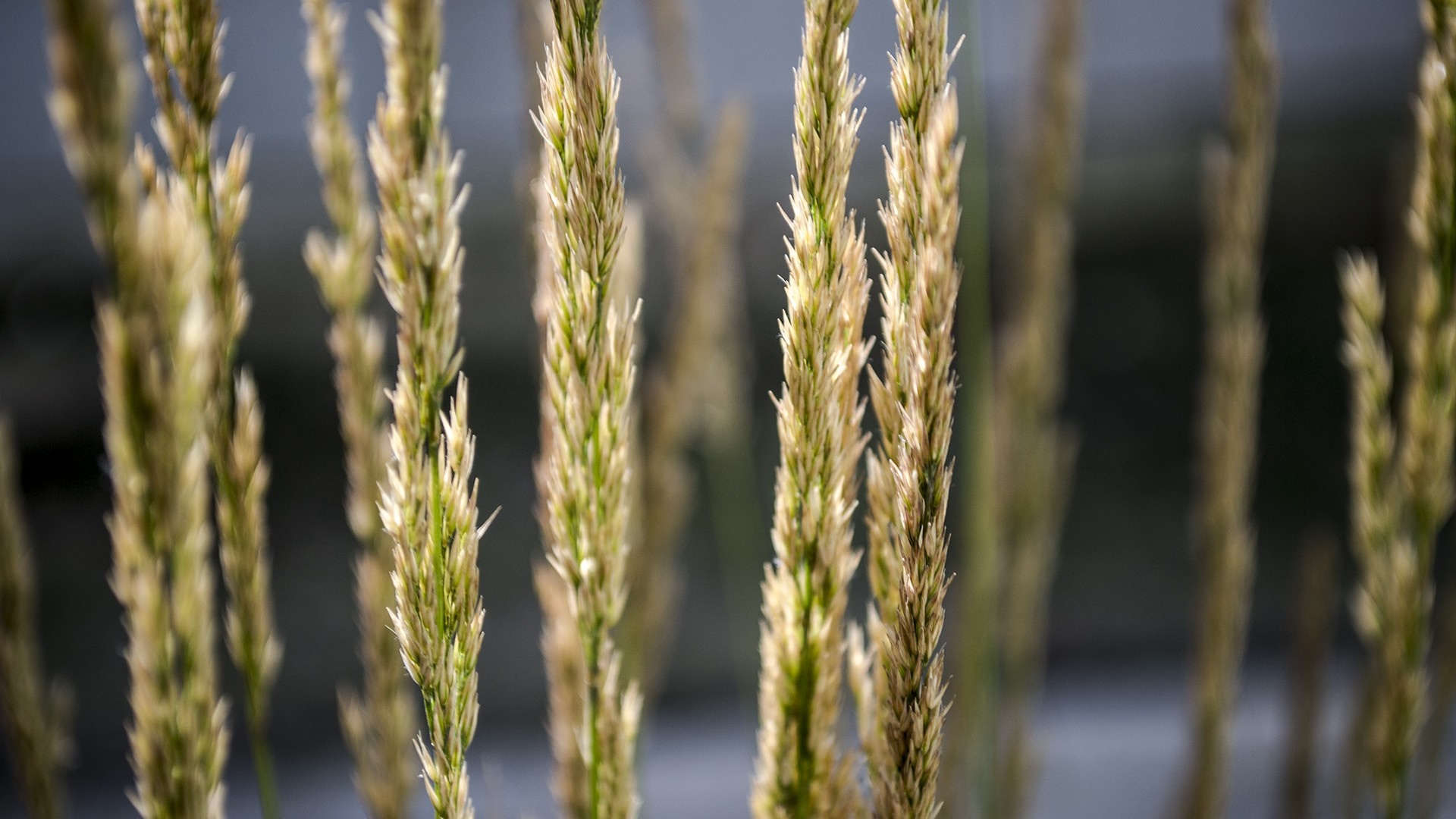 Close up of tall grass with spikelets HD Wallpaper