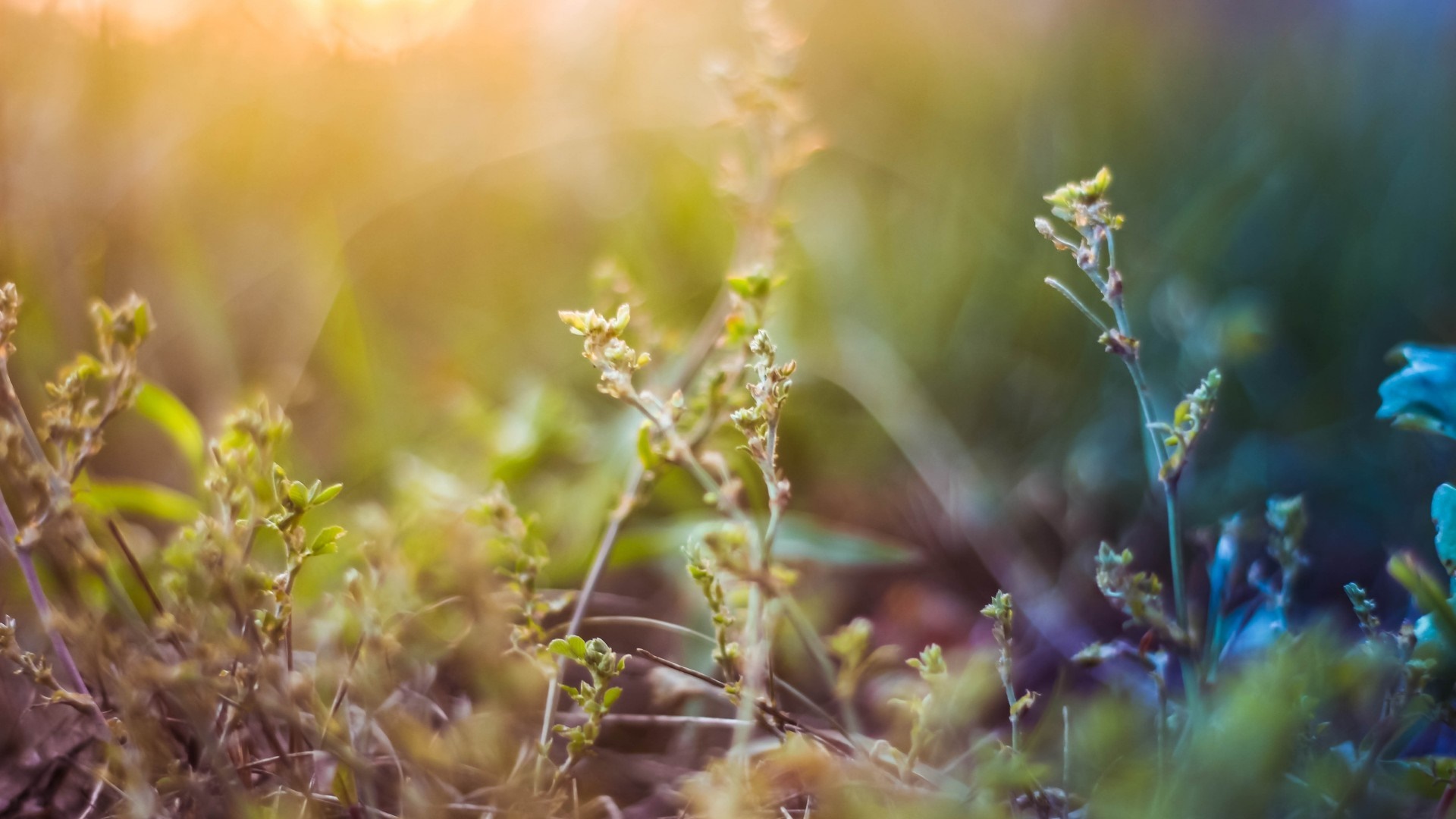 Close-up of plants with sunlight and bokeh HD Wallpaper
