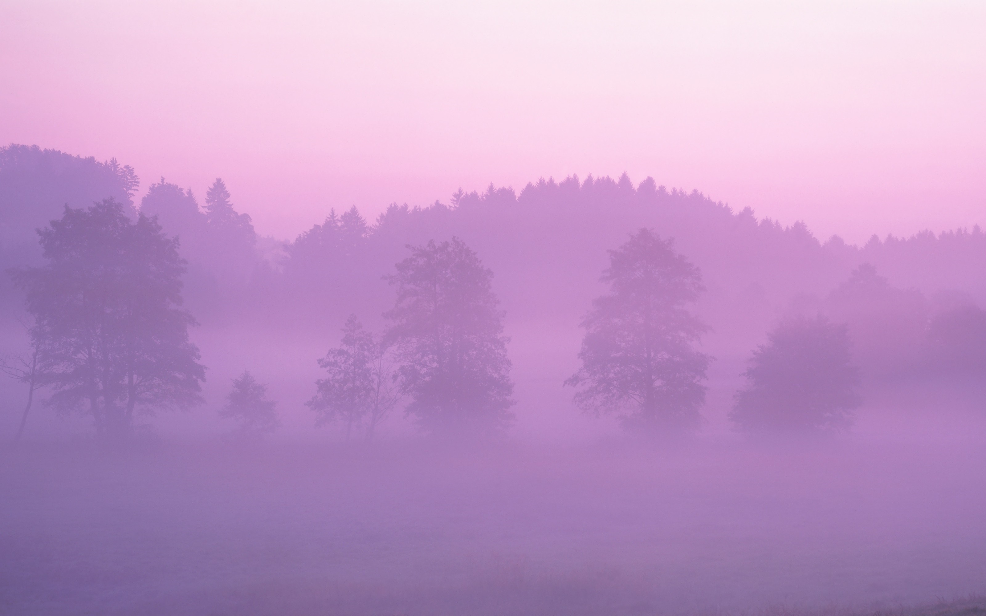 Misty forest at sunrise with purple sky HD Wallpaper