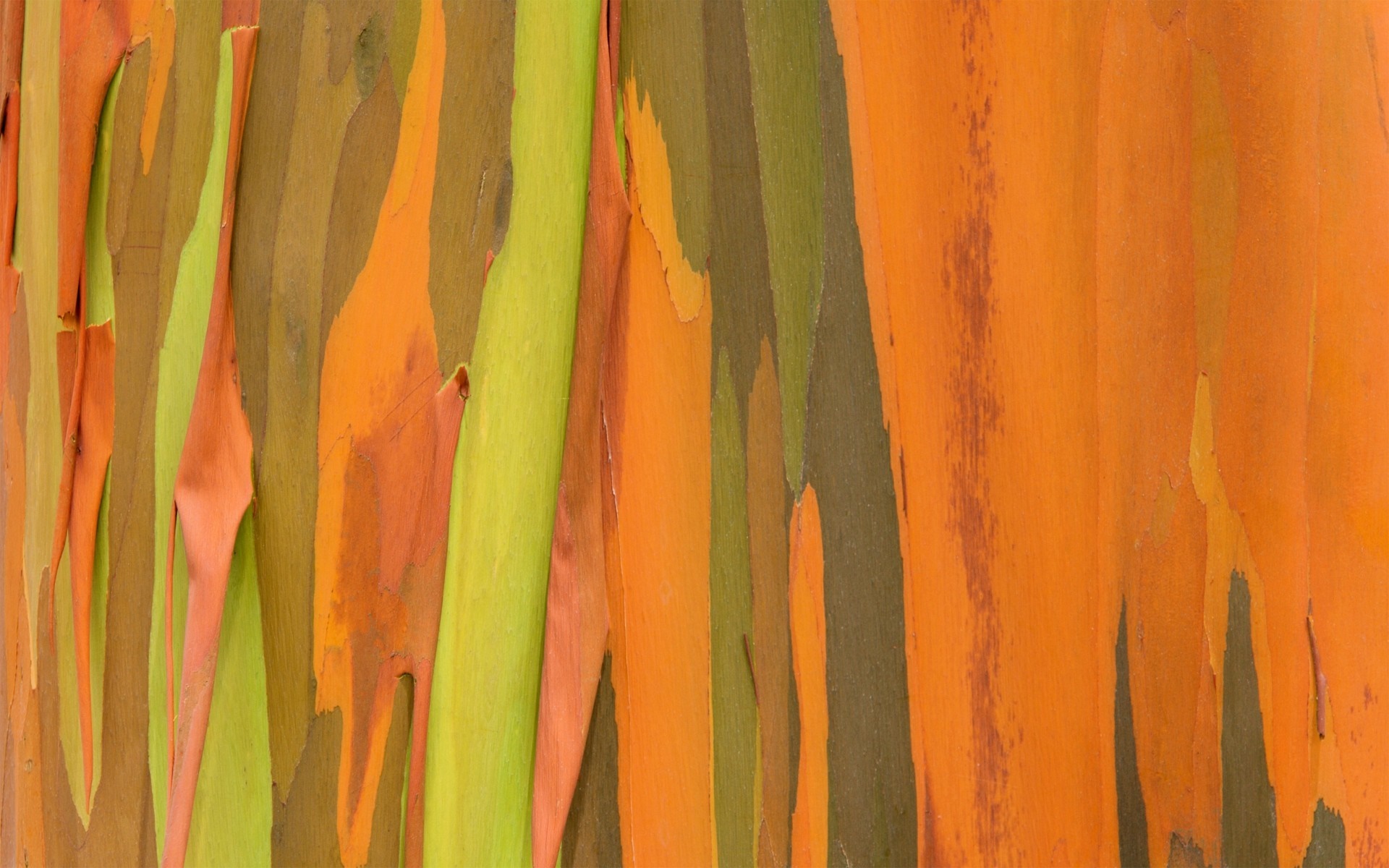 Rainbow Eucalyptus bark texture with vibrant colors HD Wallpaper