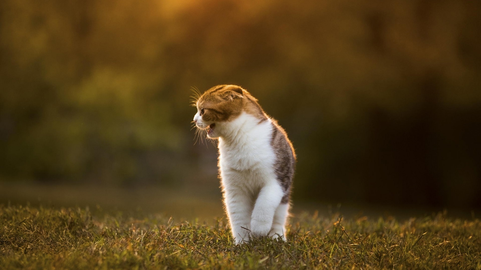 Cat with folded ears in sunlight on grass HD Wallpaper