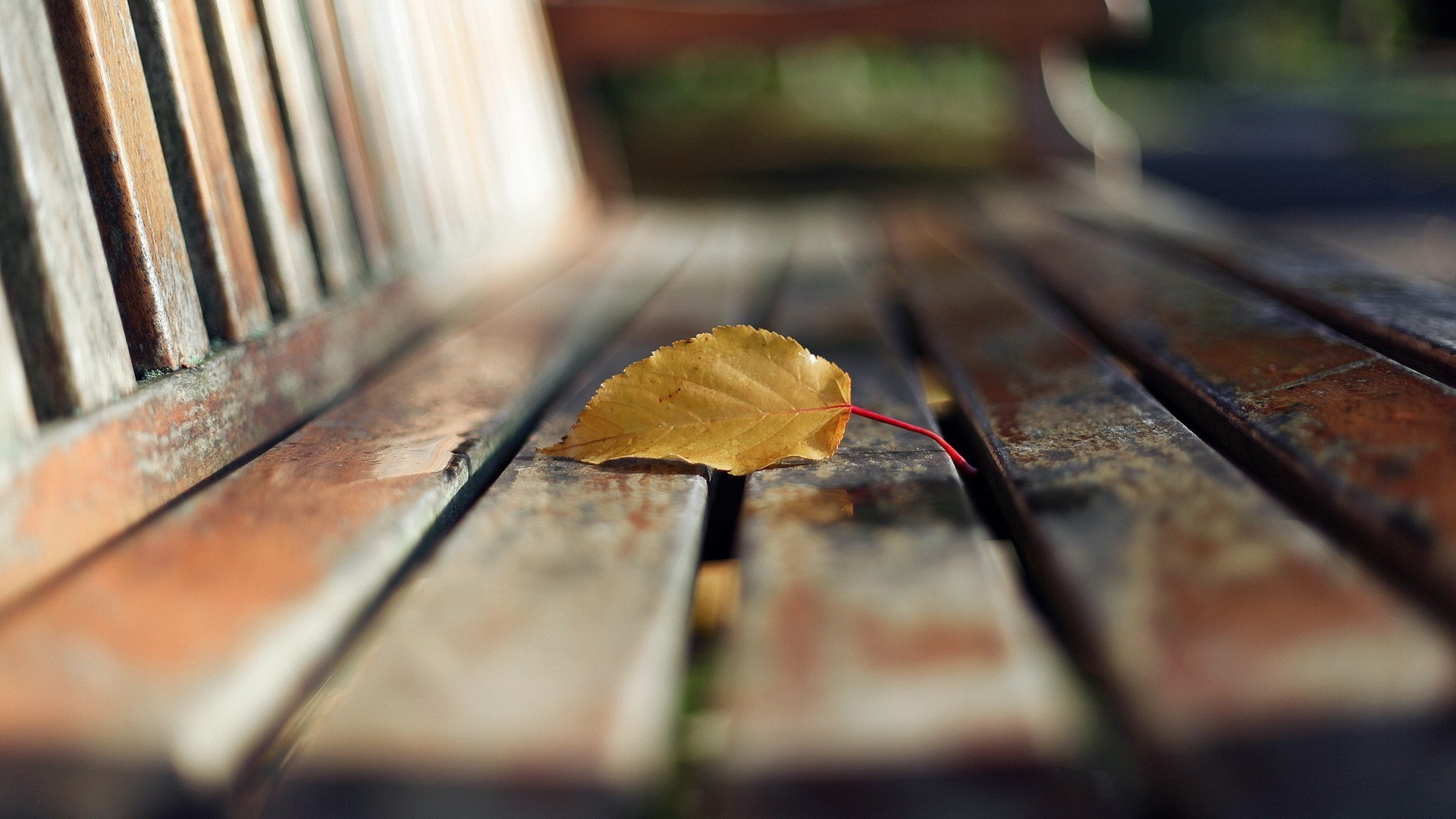Yellow leaf on a wooden park bench HD Wallpaper