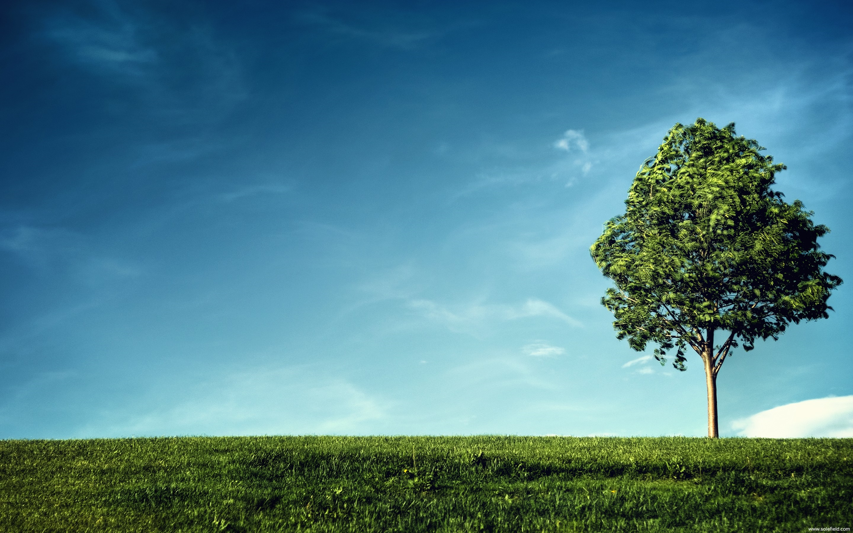 A lone tree on a grassy hill under a blue sky HD Wallpaper