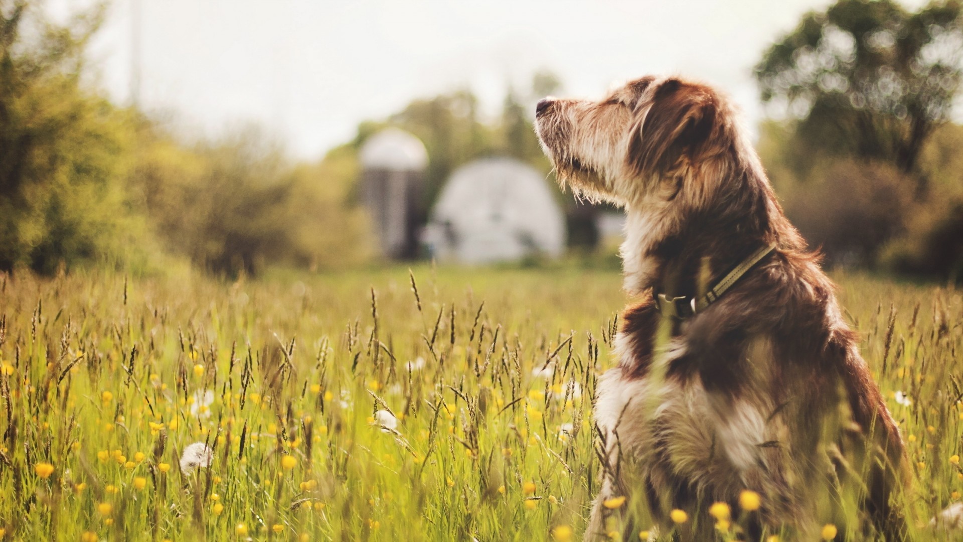 Dog sitting in a grassy field with farm buildings in the background HD Wallpaper