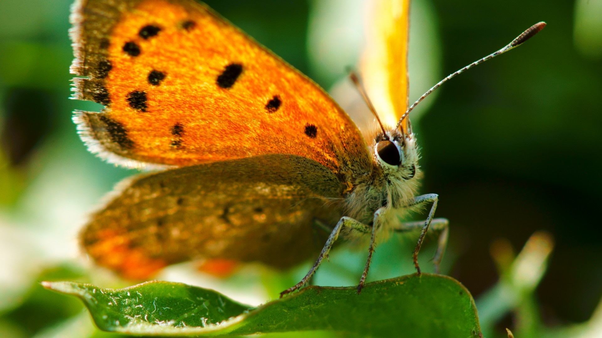 Close-up of an orange butterfly with black spots on a green leaf HD Wallpaper