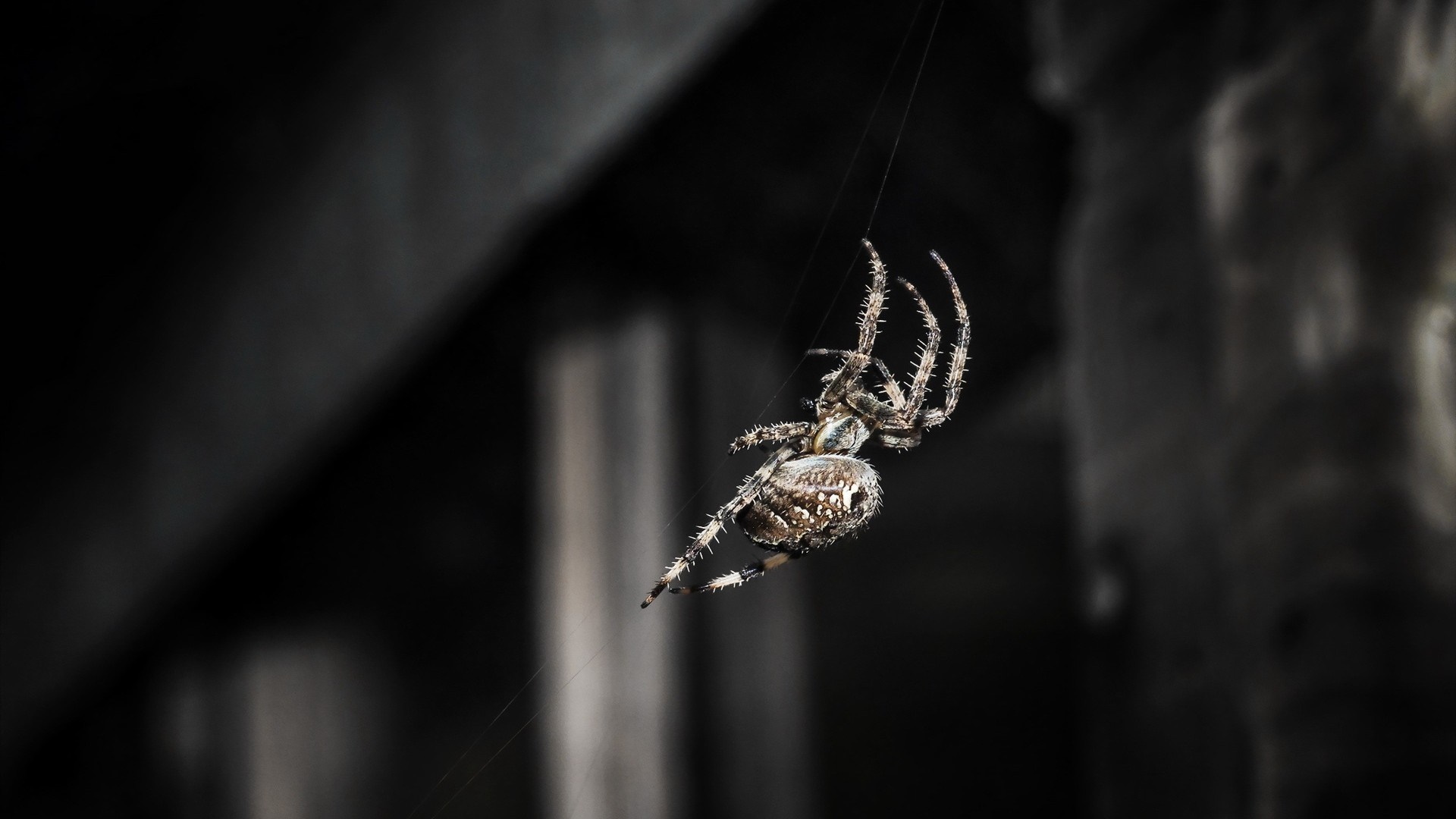 Spider hanging on a thread in monochrome HD Wallpaper