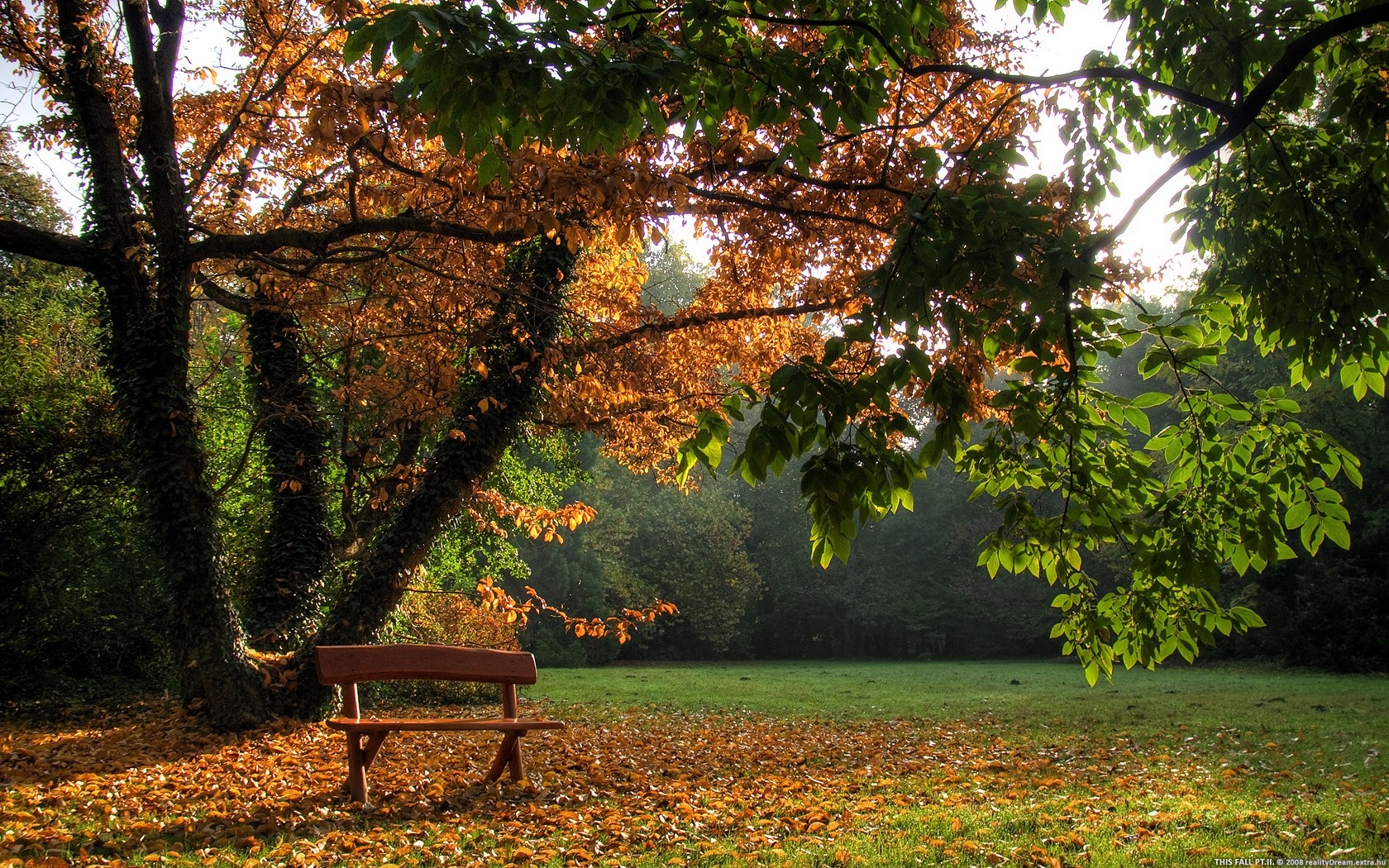 Autumn park with a bench under a tree HD Wallpaper