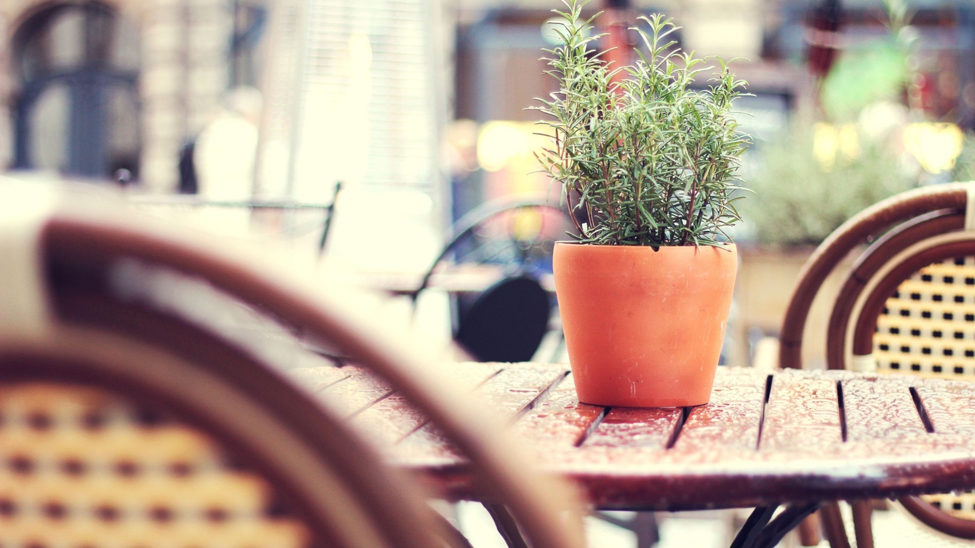 Rosemary plant on a wet table at an outdoor restaurant HD Wallpaper