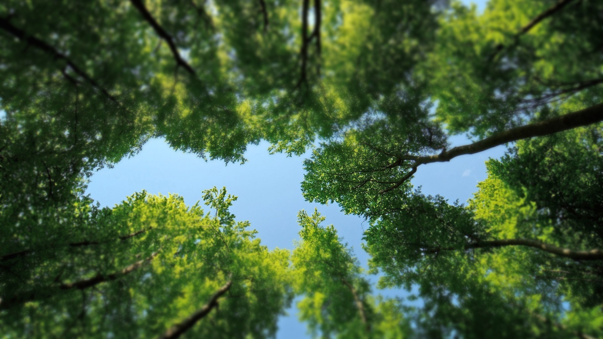 Looking up through green trees to the blue sky HD Wallpaper