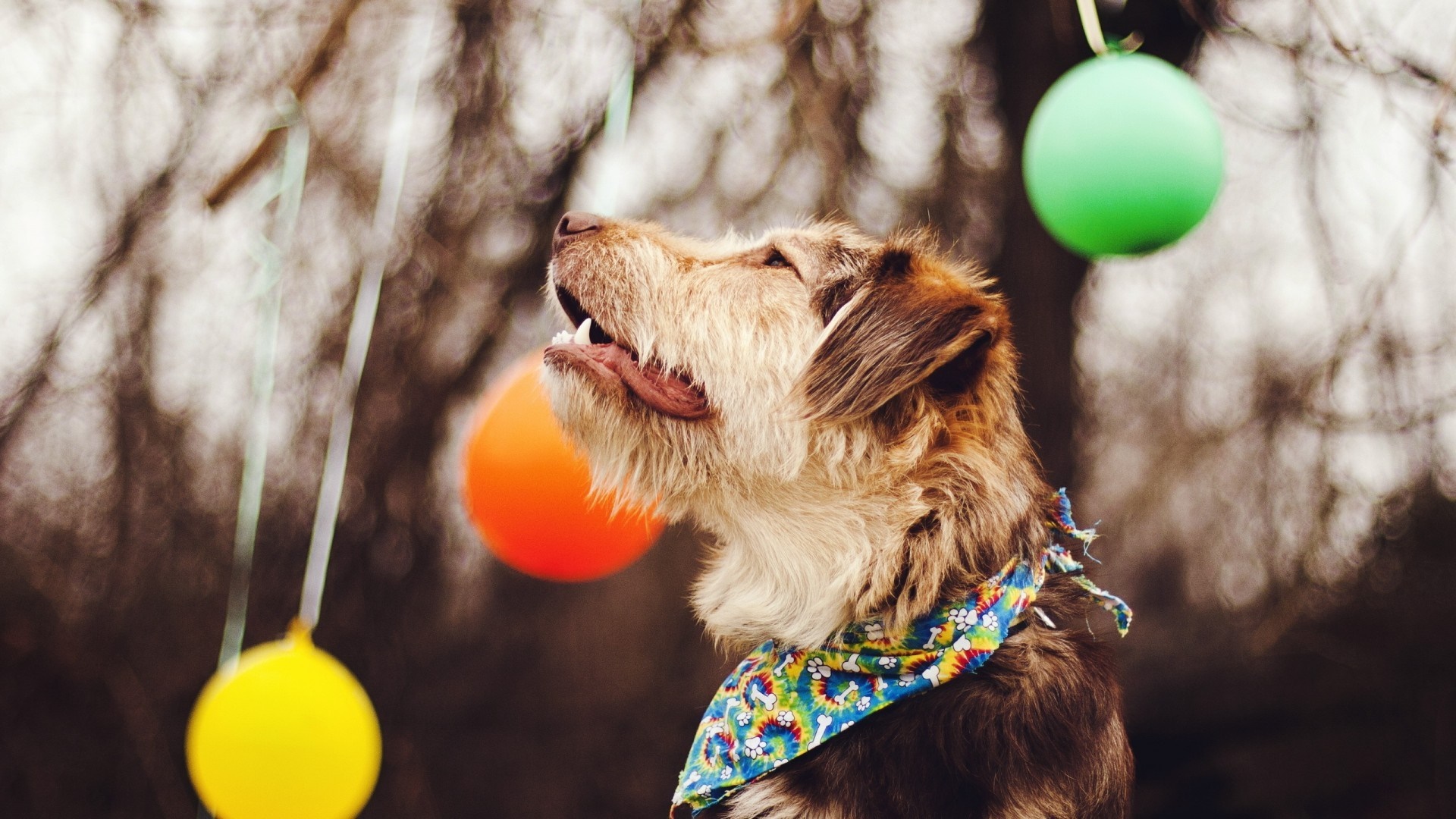 Dog with colorful bandana and balloons HD Wallpaper