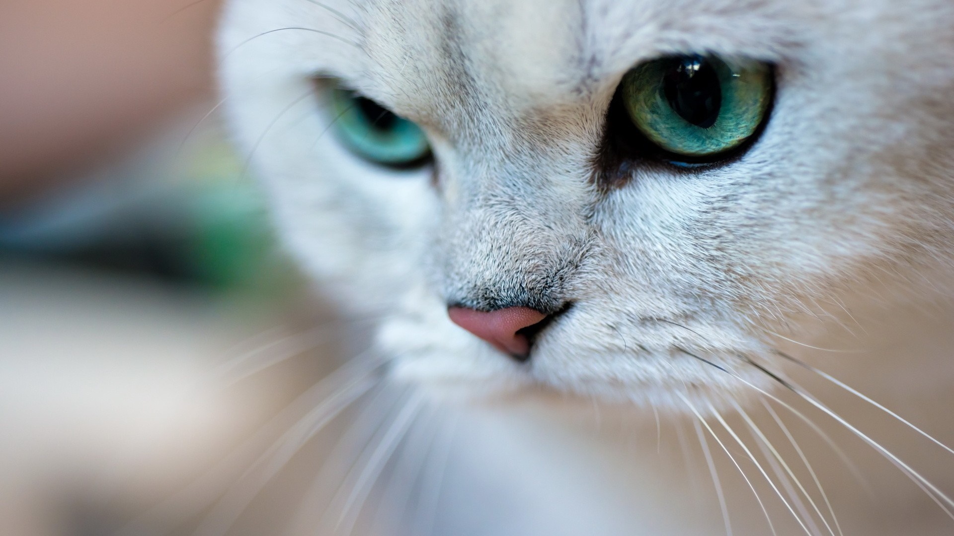 Close up of a white cat's face with green eyes HD Wallpaper
