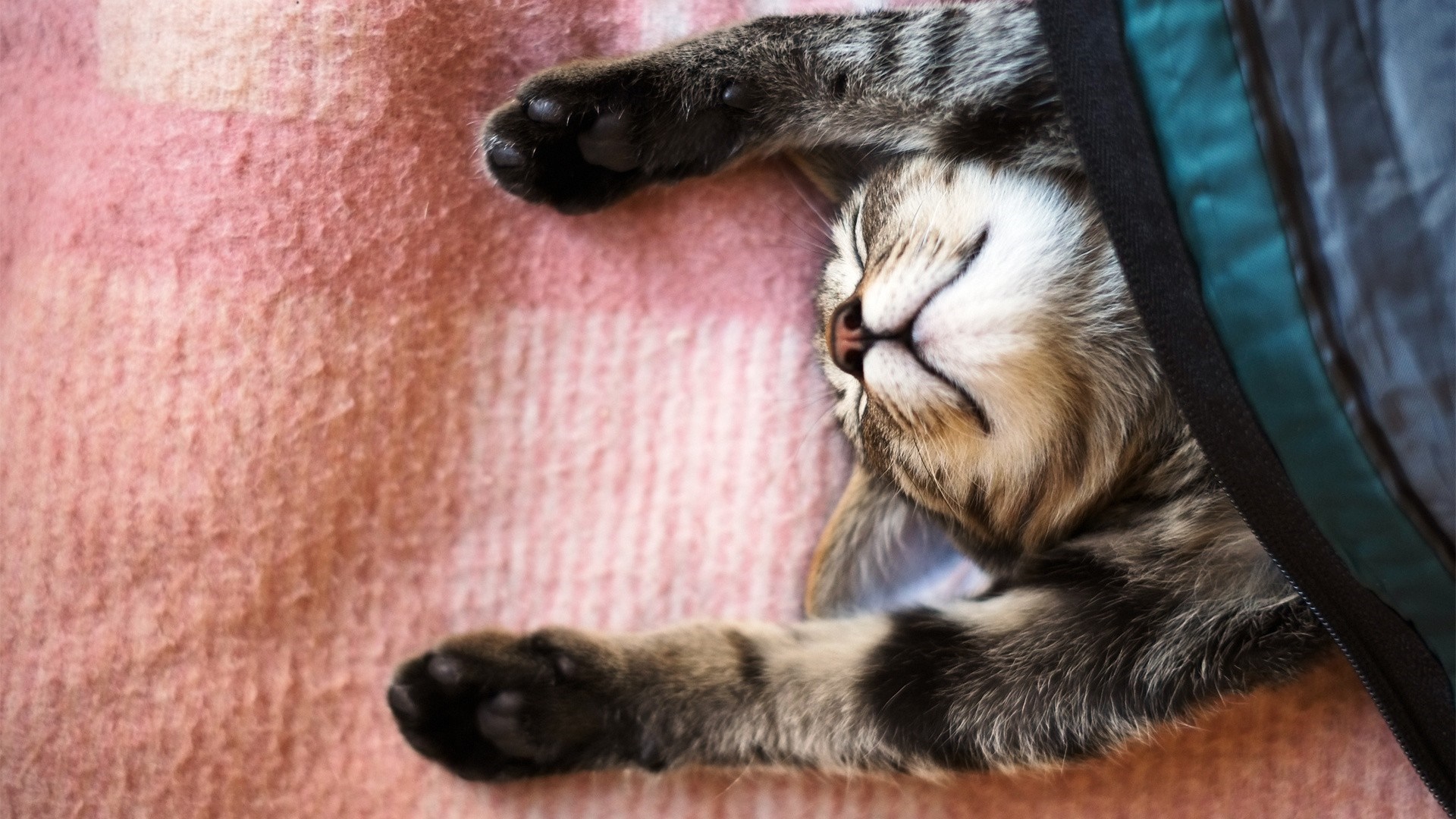 Kitten sleeping on a pink blanket HD Wallpaper
