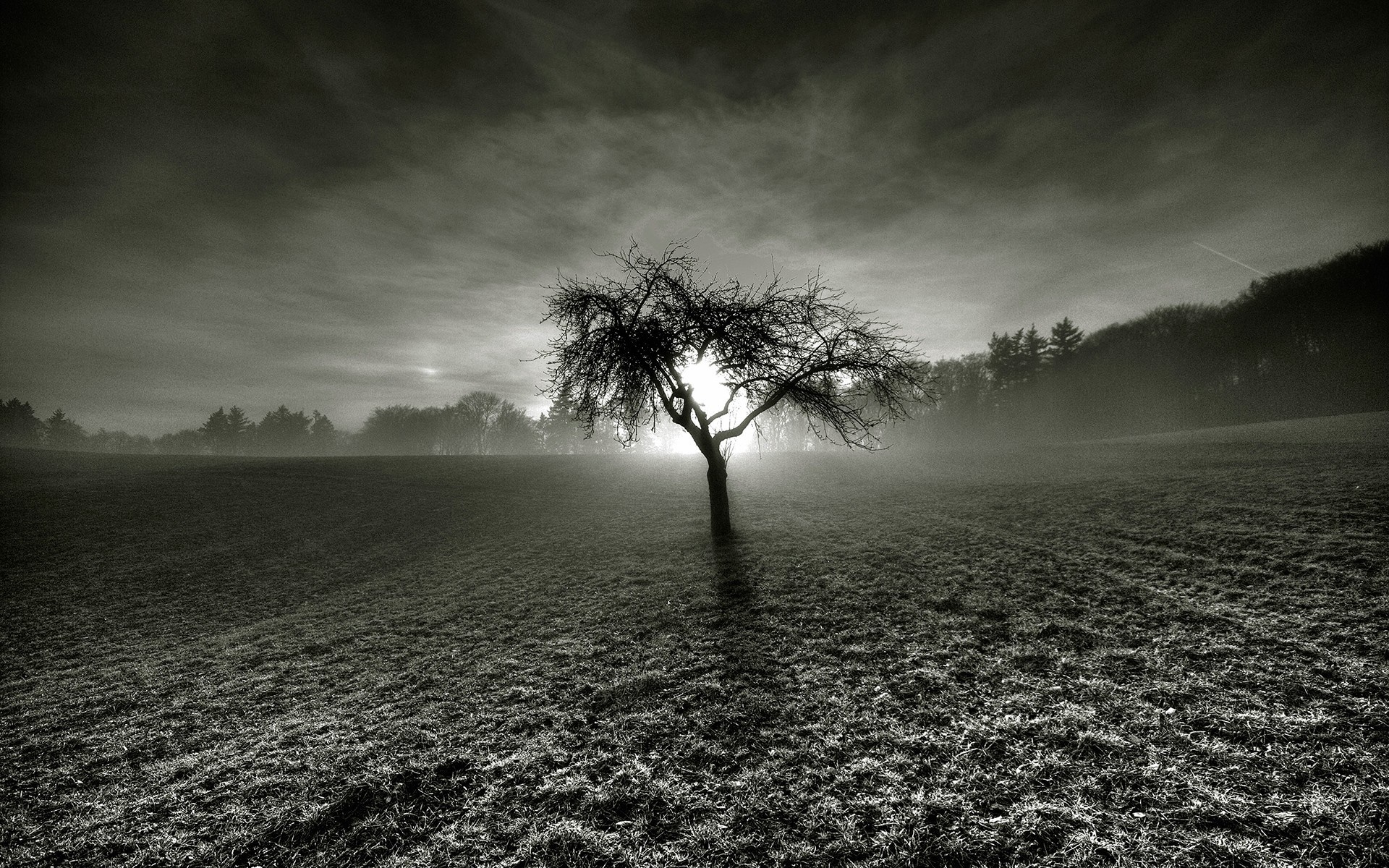 Bare tree in a misty field at sunrise HD Wallpaper