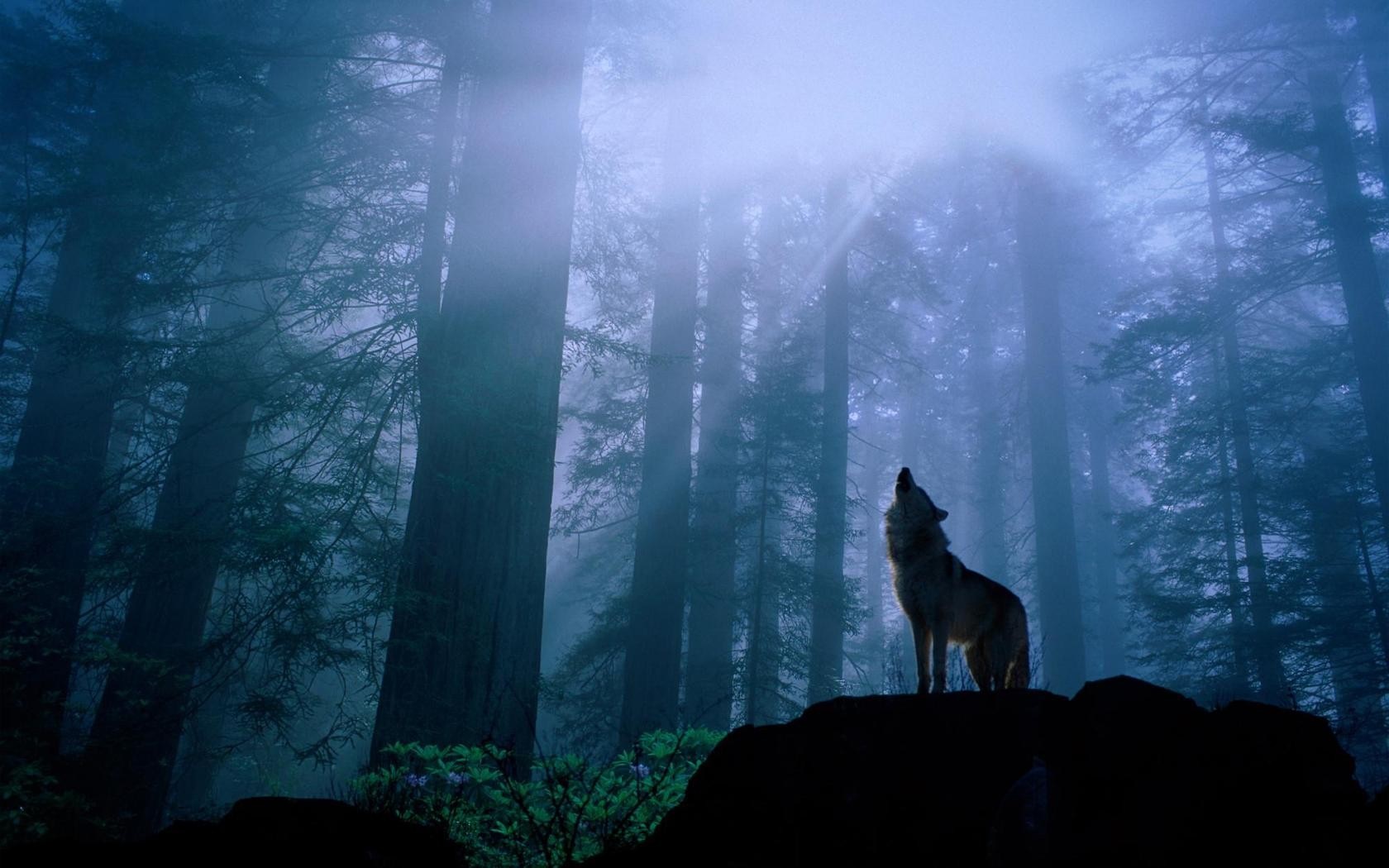 Wolf howling in a misty redwood forest at dawn HD Wallpaper
