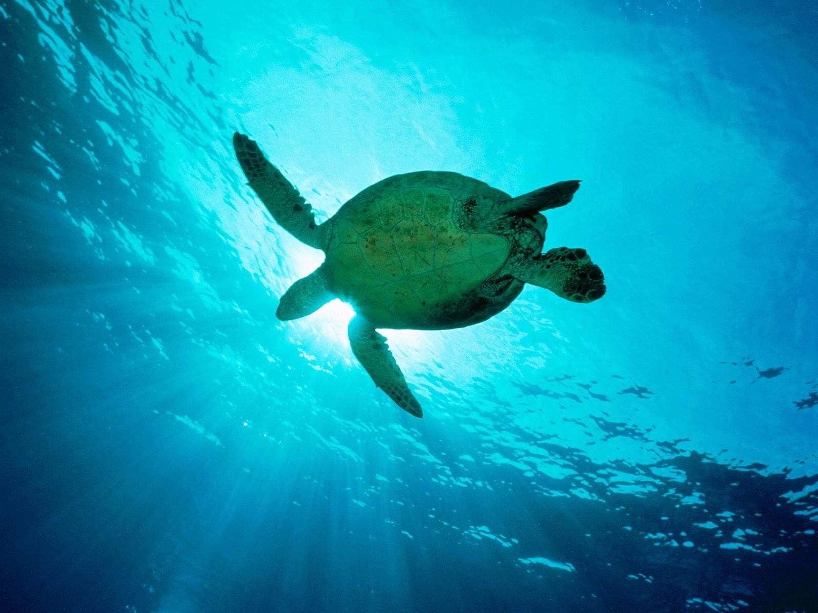 Sea turtle swimming underwater with sun rays HD Wallpaper