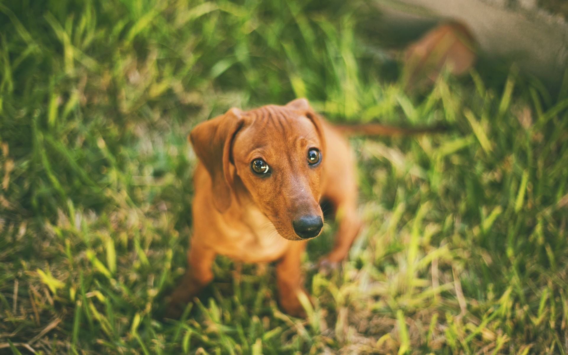 Brown Dachshund puppy sitting in green grass HD Wallpaper
