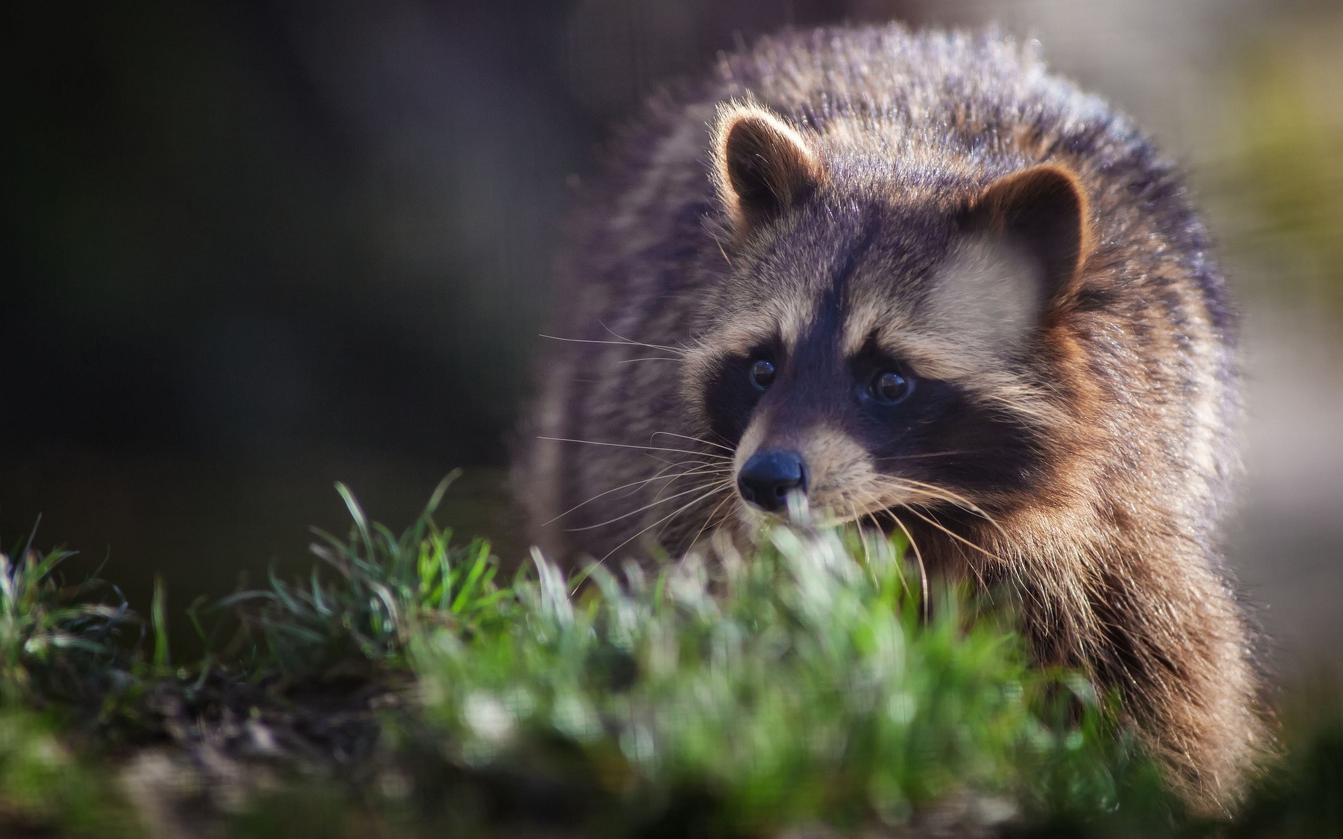 A raccoon peeks through green grass in soft light HD Wallpaper