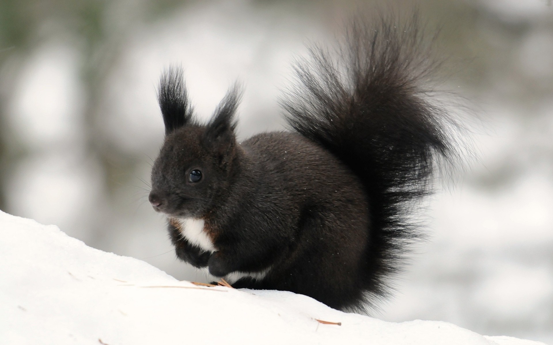 Black squirrel with white chest sitting in snow HD Wallpaper