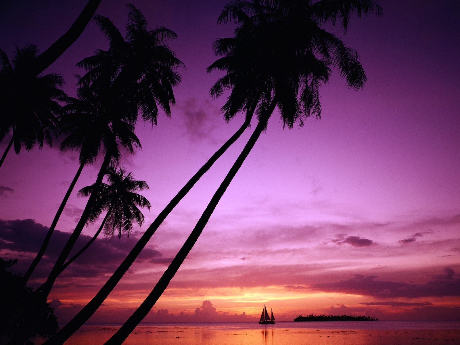 Palm trees silhouetted against a vibrant purple and orange sunset over the ocean with a sailboat. HD Wallpaper
