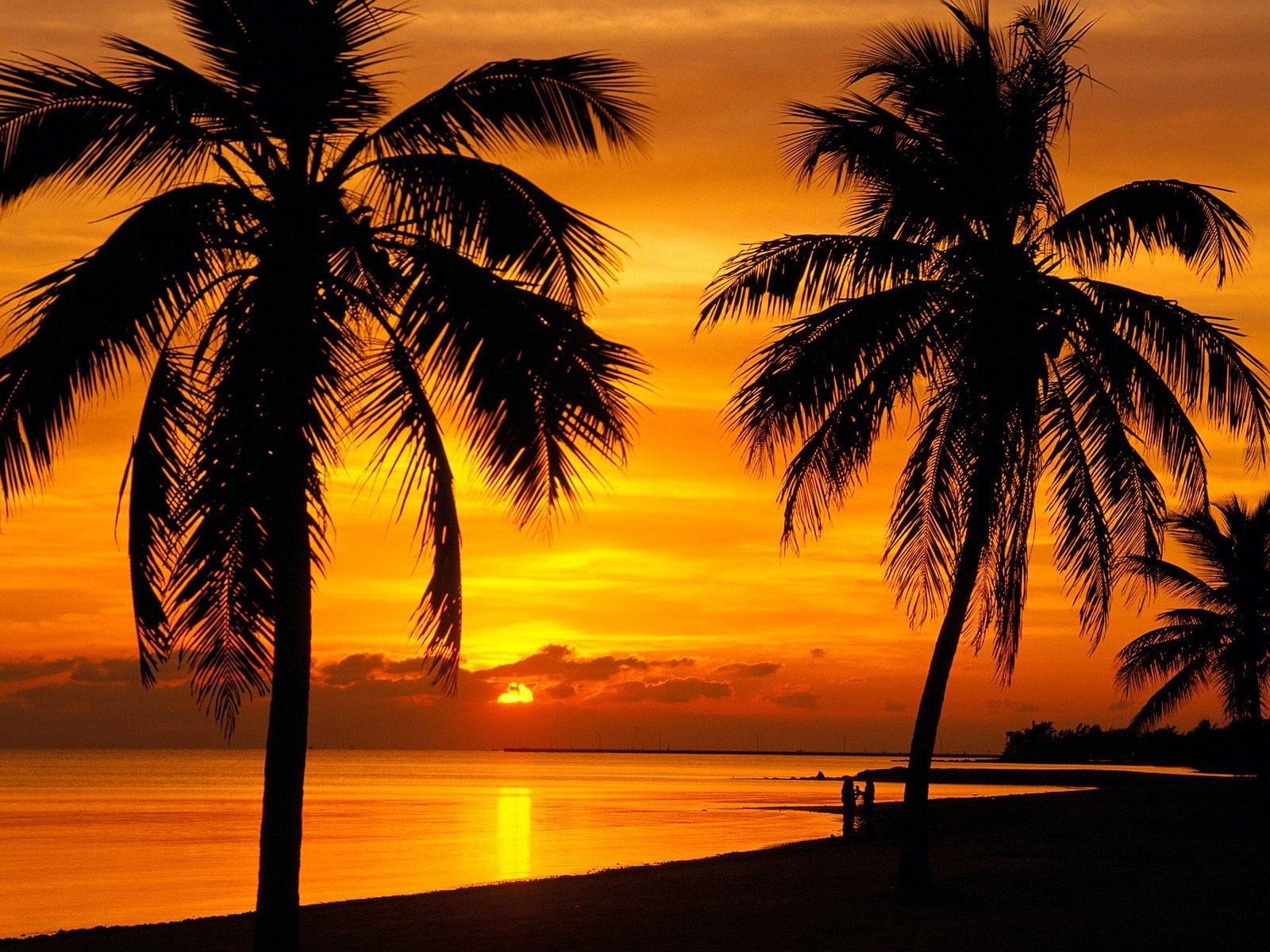 Palm trees silhouetted against a vibrant sunset over the ocean HD Wallpaper