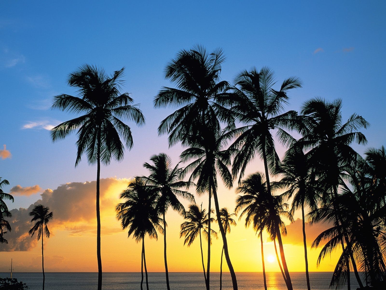 Palm trees silhouetted against a sunset over the ocean HD Wallpaper