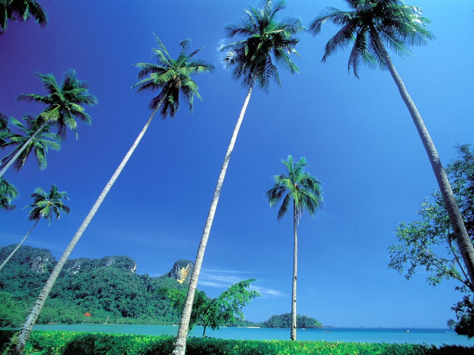 Palm trees against a bright blue sky over a tropical bay HD Wallpaper