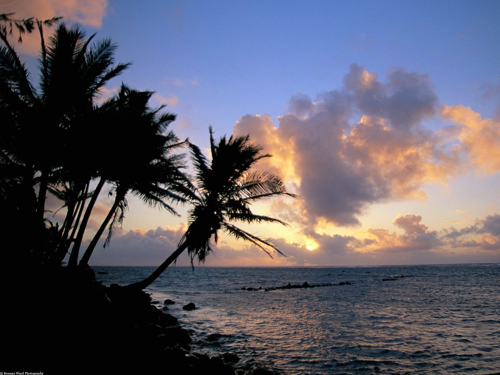 Palm trees silhouetted against a sunset over the ocean HD Wallpaper