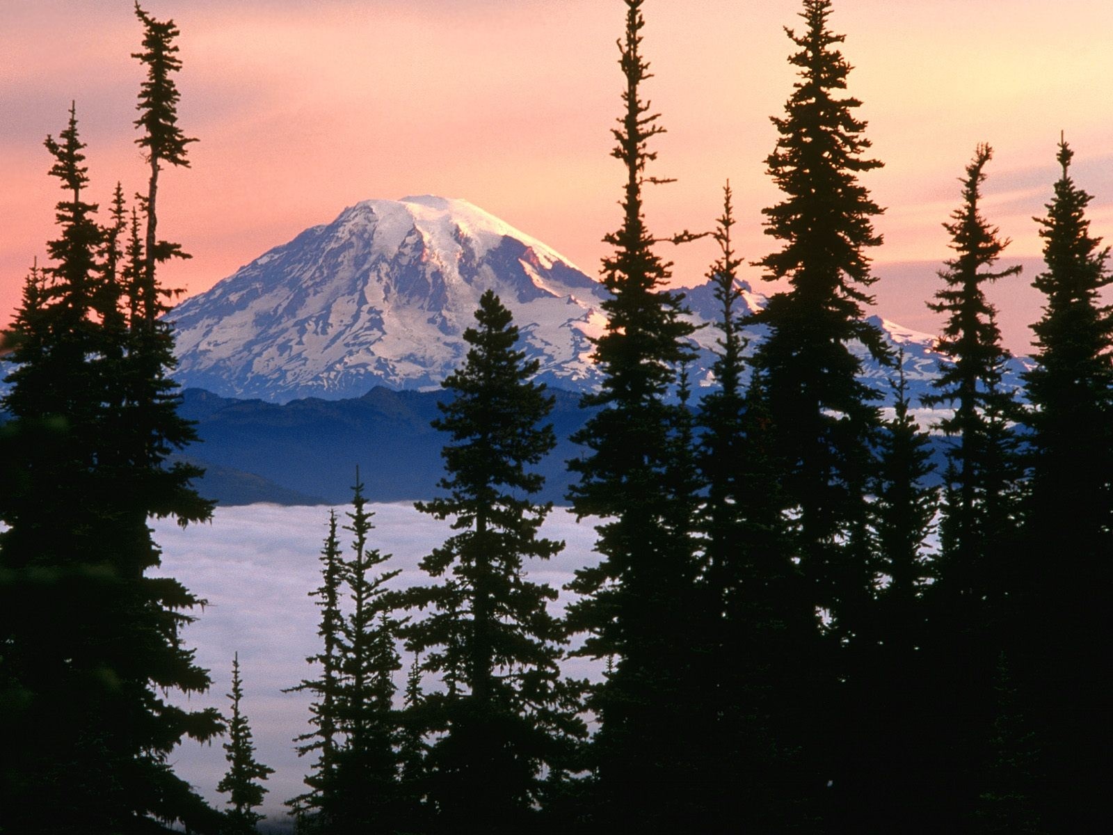 Mount Rainier at sunset with trees and fog HD Wallpaper