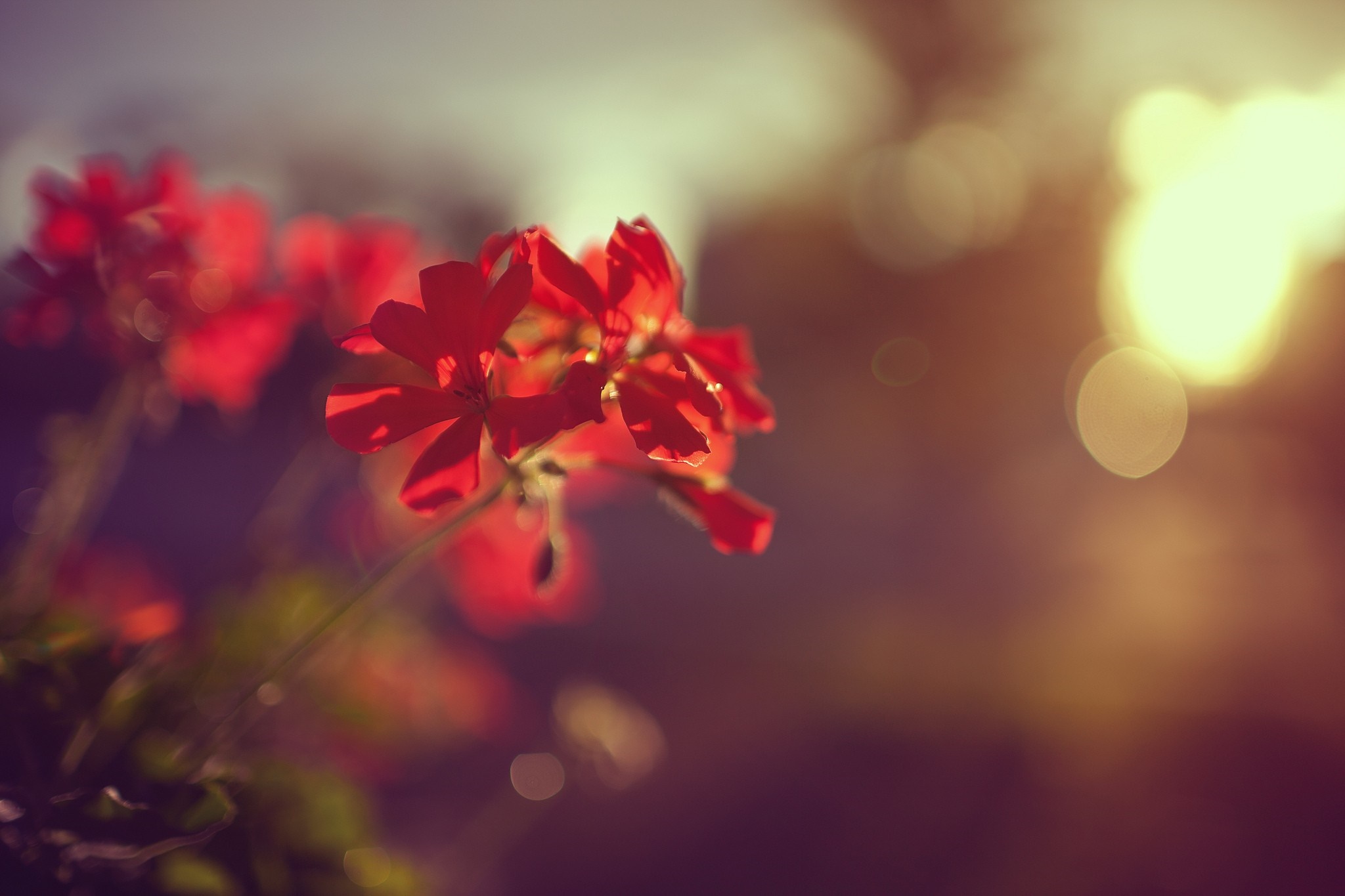 Red flowers in sunlight with bokeh HD Wallpaper