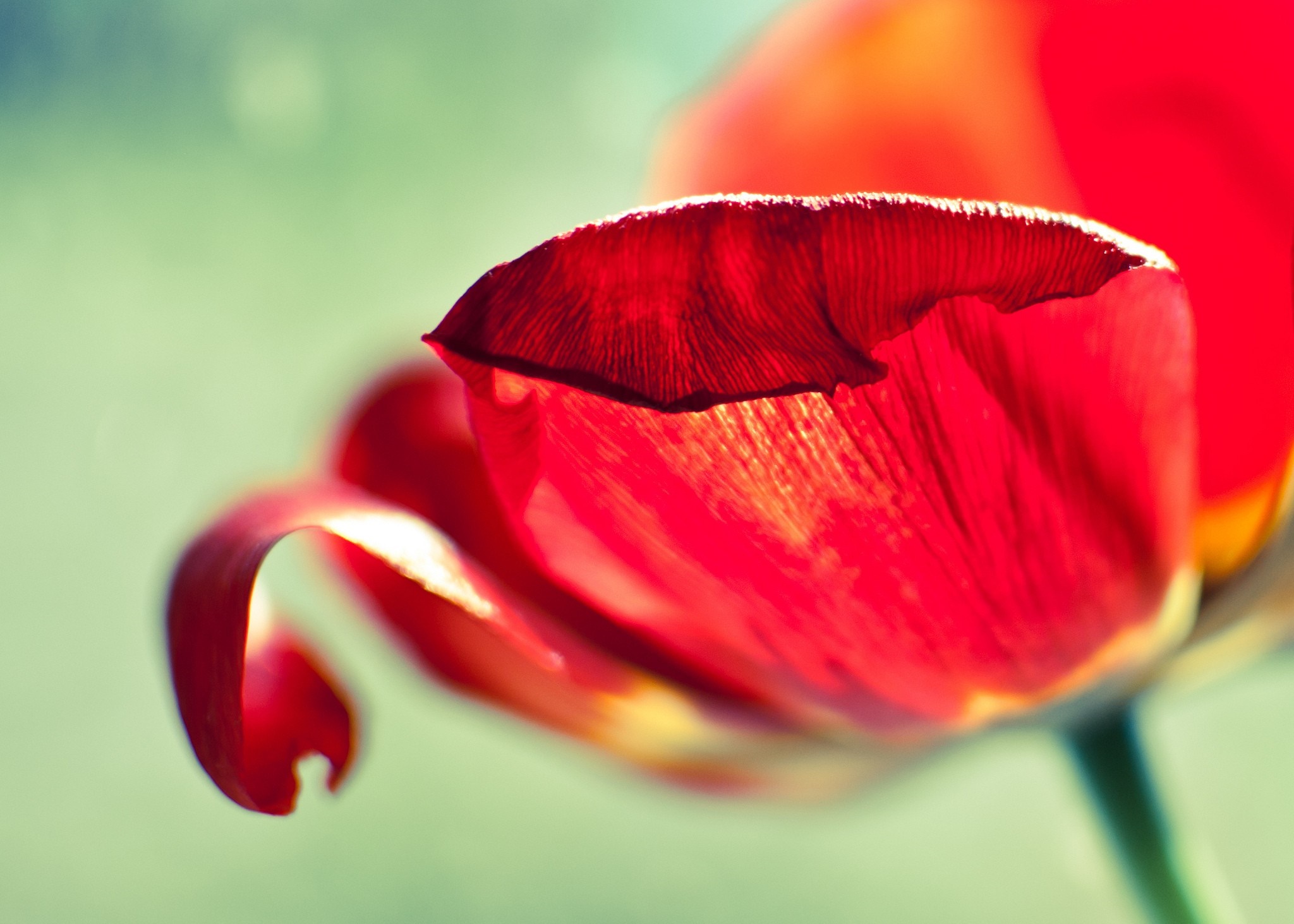 Close-up of a red tulip petal HD Wallpaper