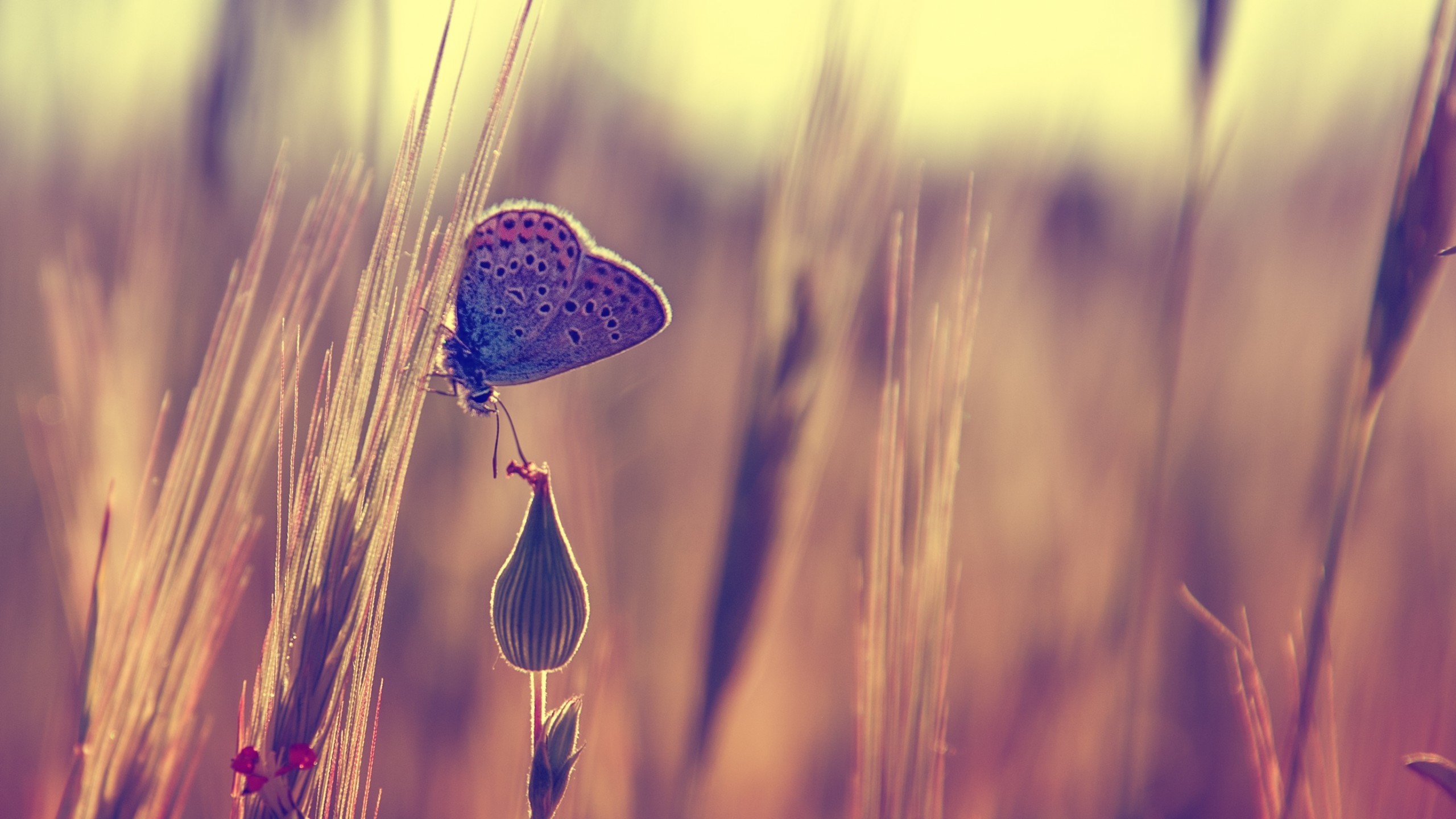 Close-up of a blue butterfly on a plant in sunlight HD Wallpaper