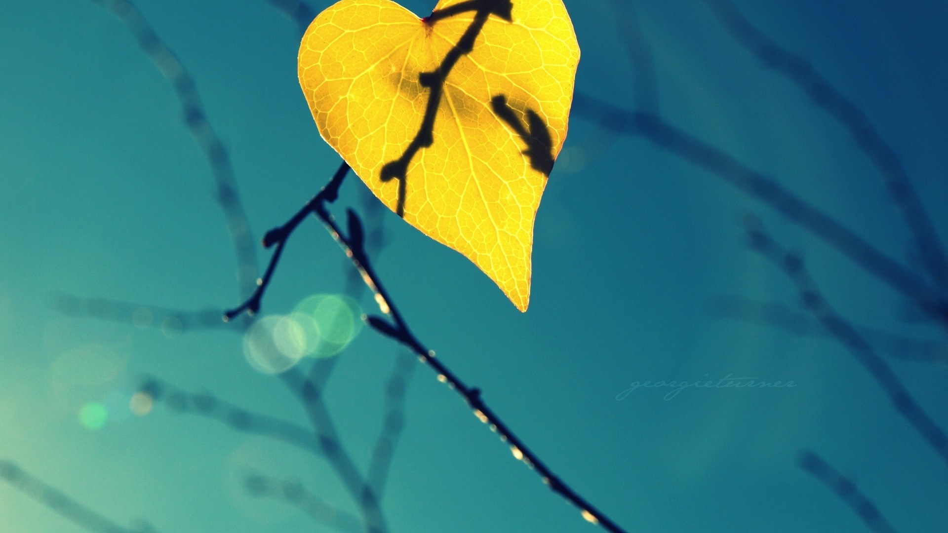 Yellow heart-shaped leaf on a branch against blue sky HD Wallpaper