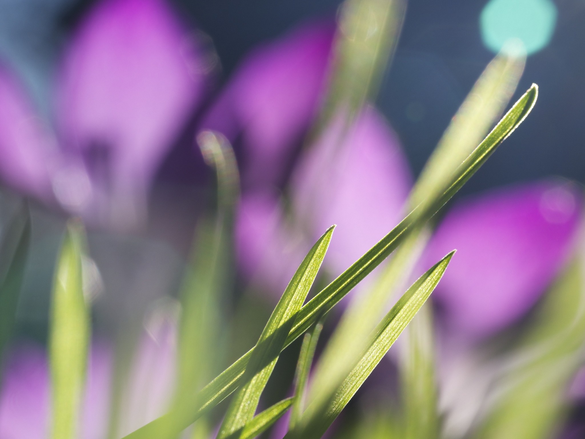 Close-up of green grass with purple crocus flowers in the background HD Wallpaper