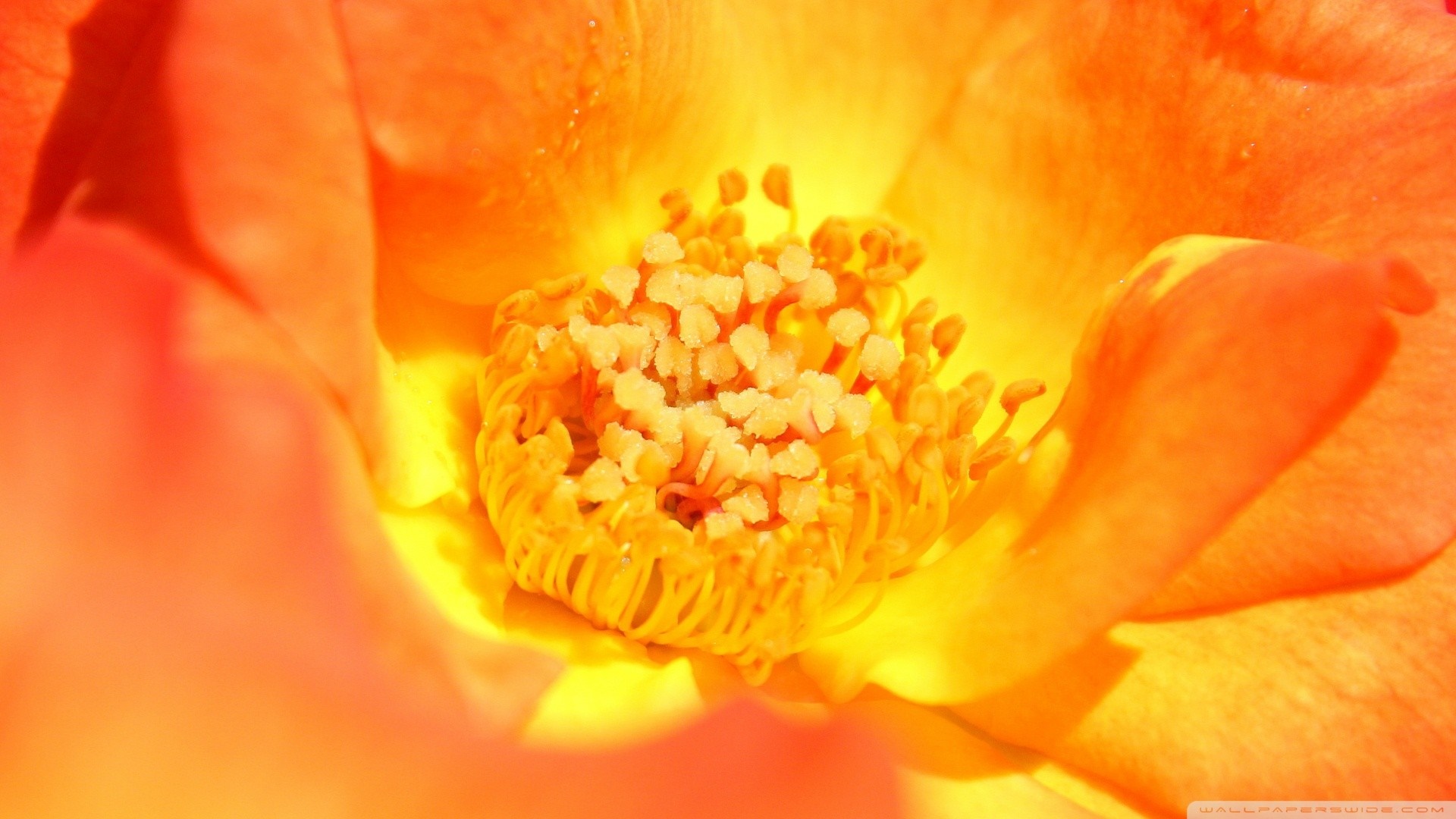 Close-up of an orange and yellow flower with pollen HD Wallpaper